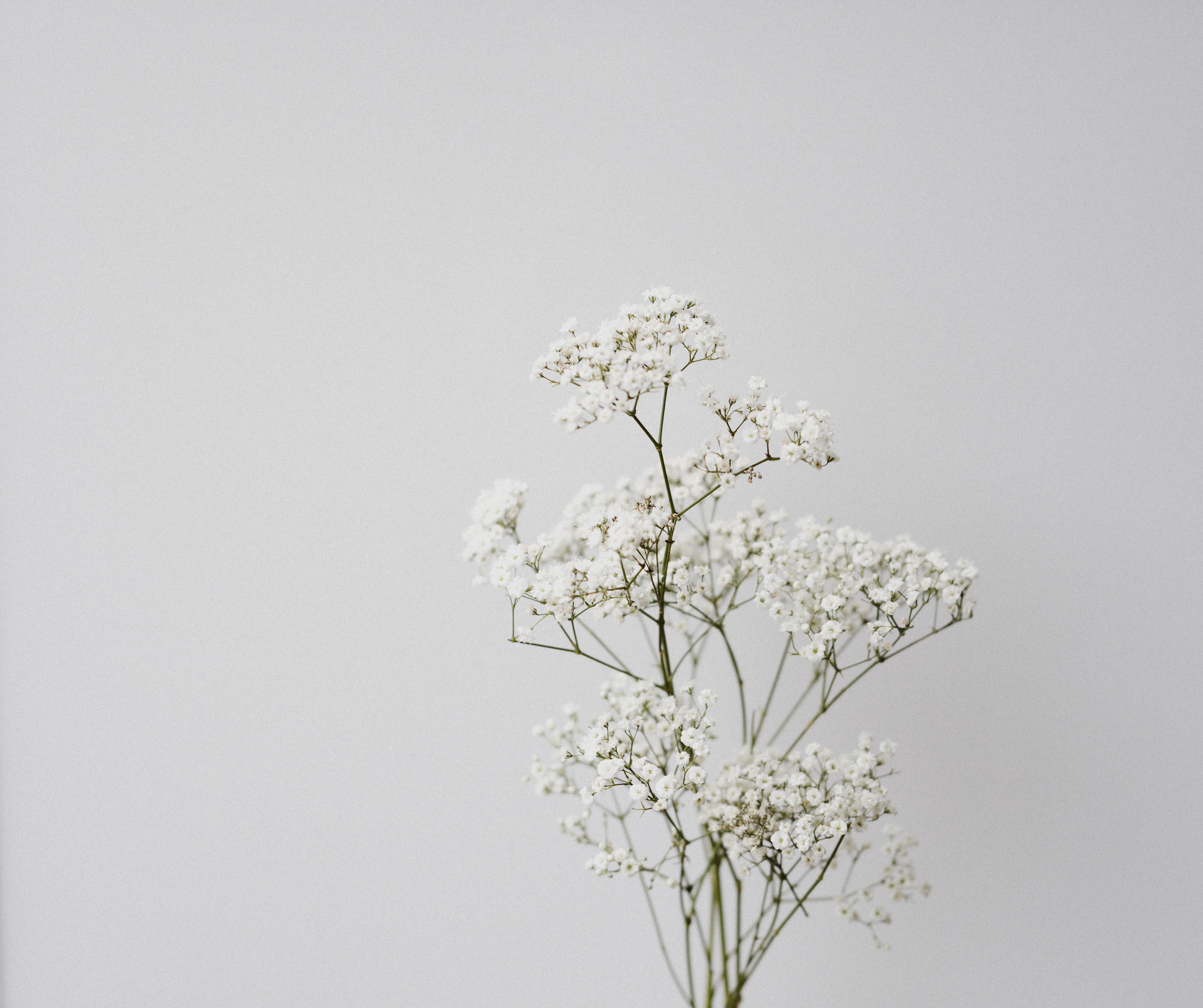 minimalism, flowers, white, macro