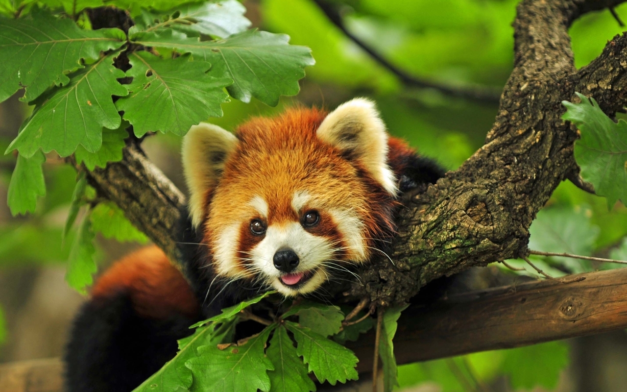 Download mobile wallpaper Animals, Leaves, Pandas for free.