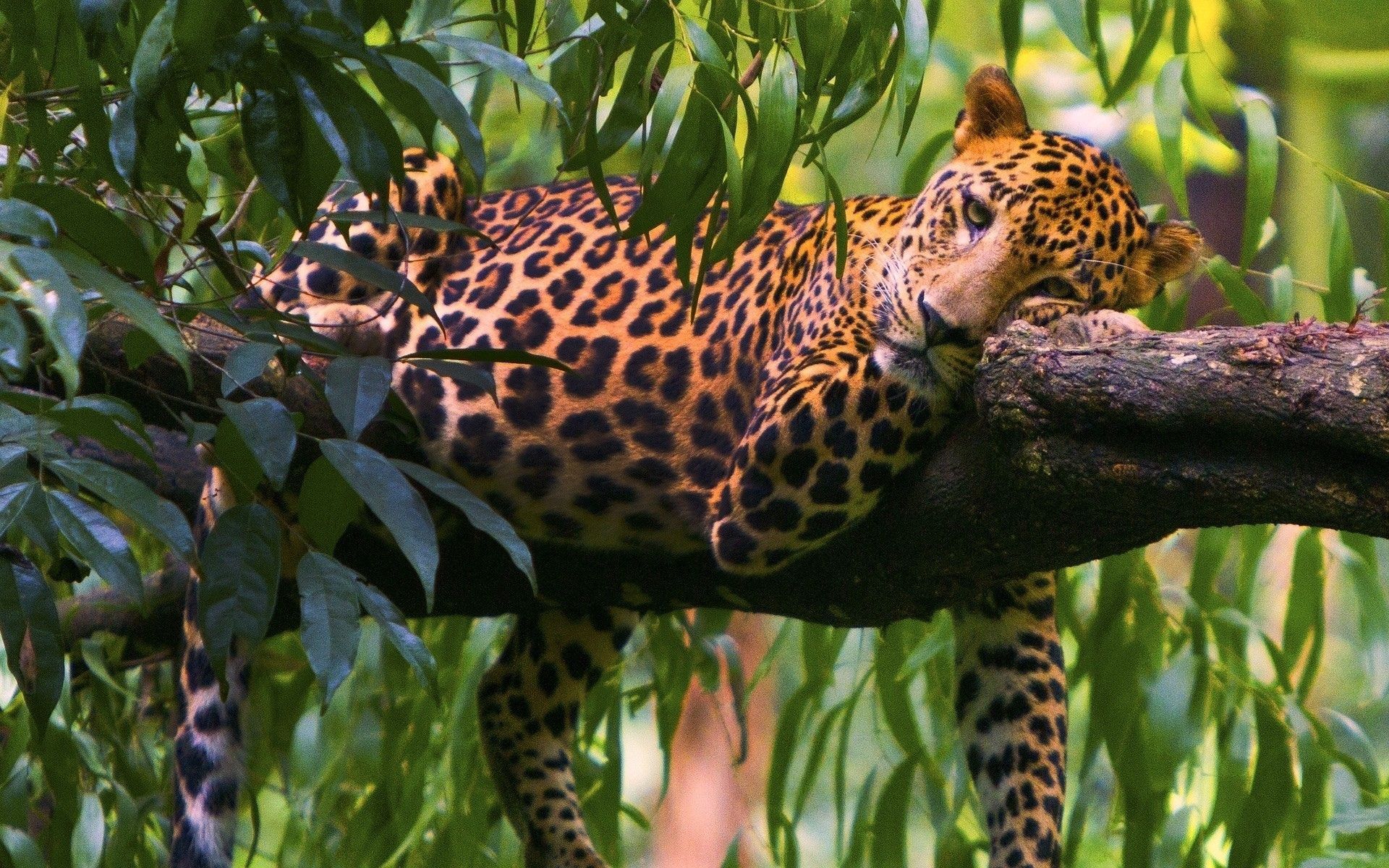 Free download wallpaper Leopard, To Lie Down, Lie, Tree, Animals, Wood, Branch, Predator on your PC desktop