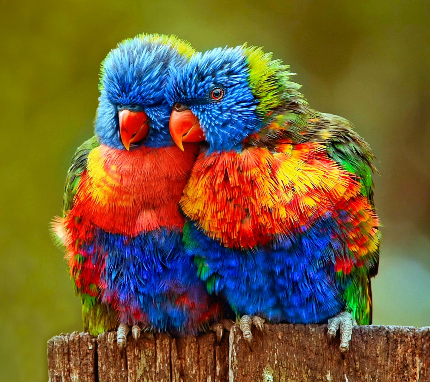 colorful, animal, rainbow lorikeet, close up, bird, lorikeet, lovebird, parrot, birds