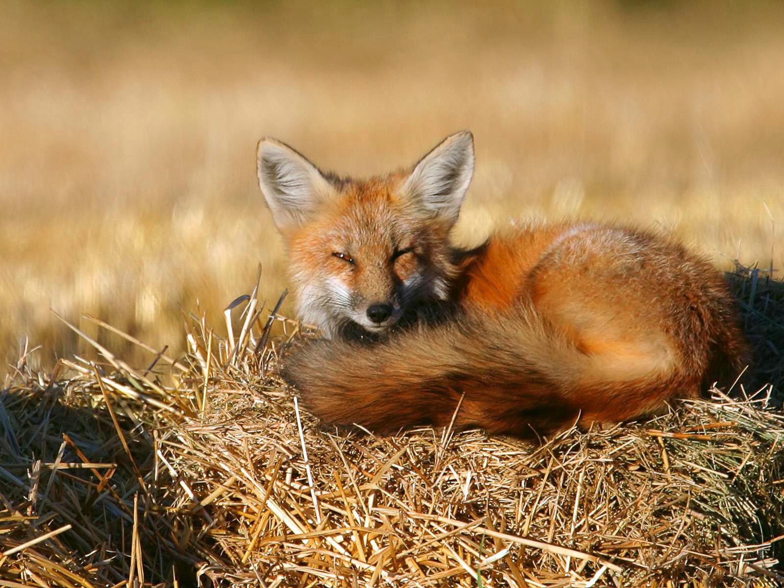 animals, fox, lie, to lie down, hay, bask Phone Background