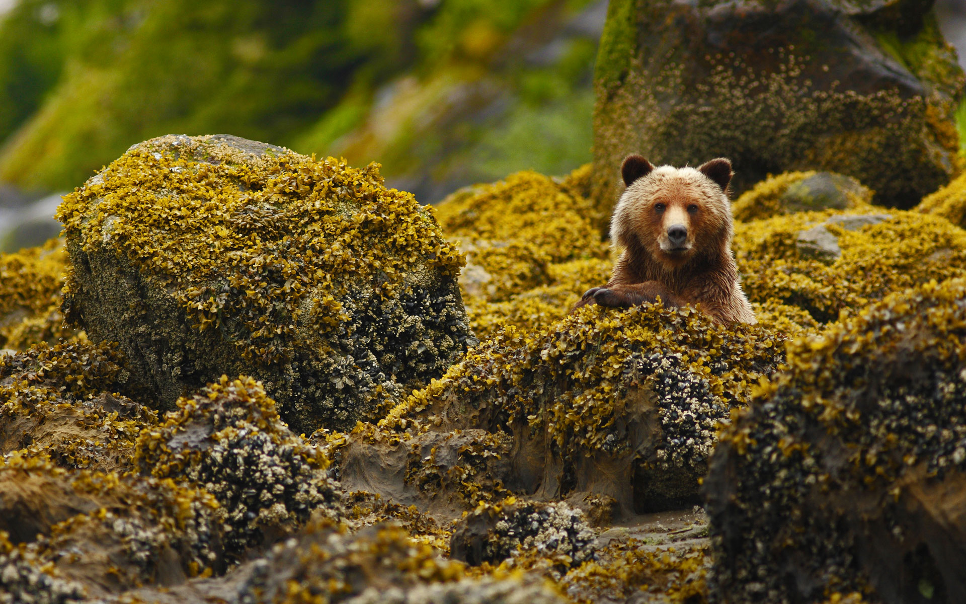 384196 baixar imagens animais, urso pardo, urso marrom, pardo, ursos - papéis de parede e protetores de tela gratuitamente
