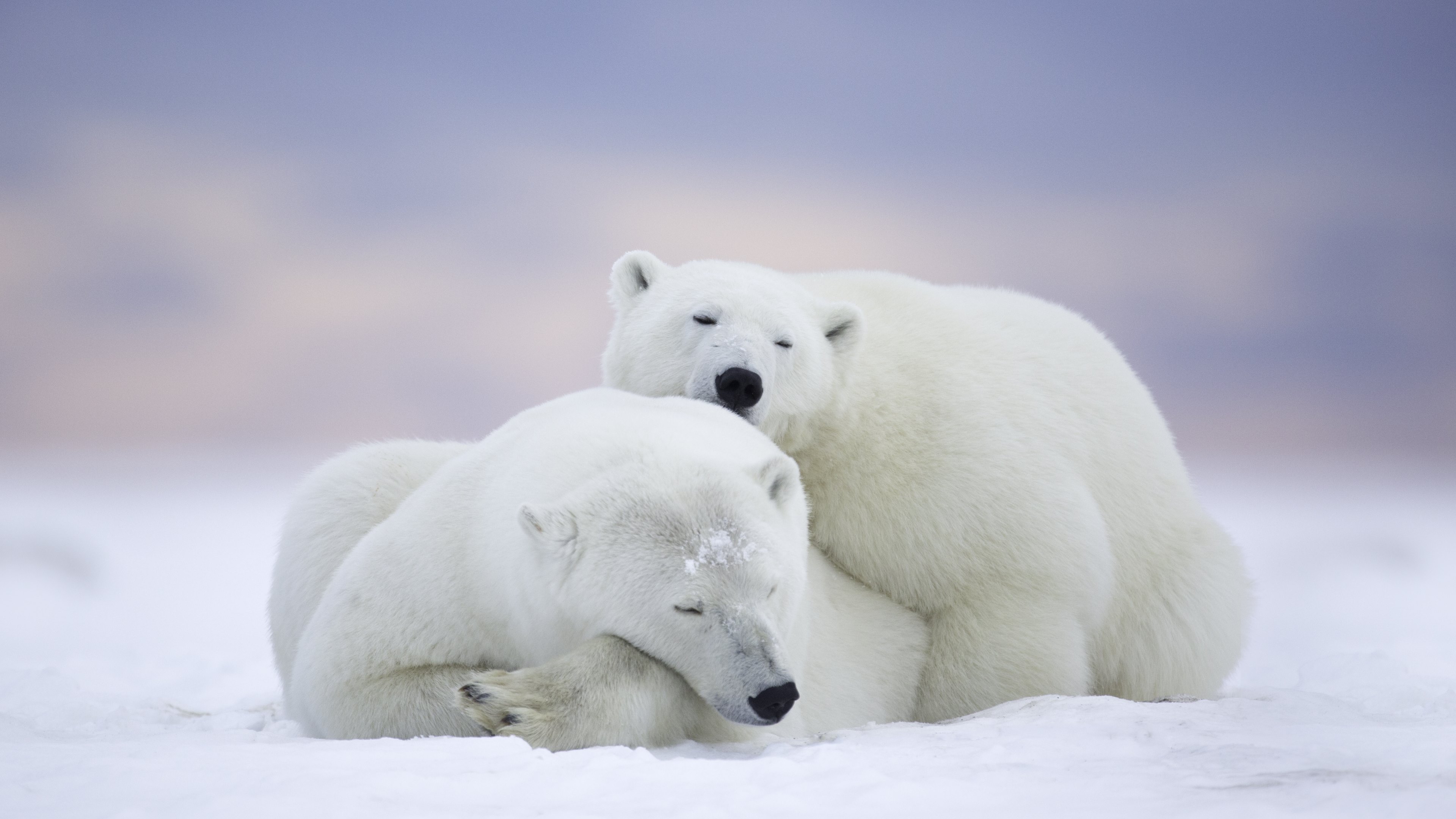 Free HD animal, polar bear, bear