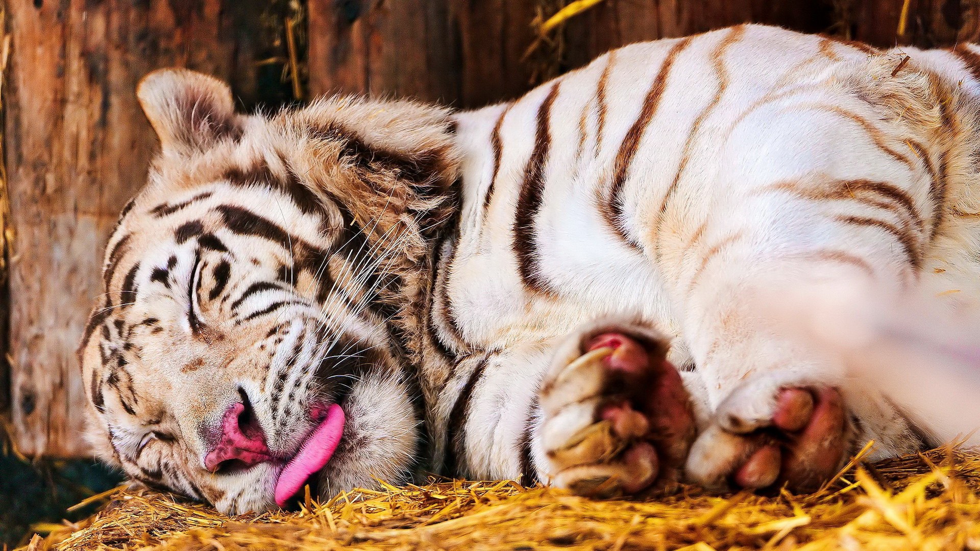 1454031 Hintergrundbild herunterladen tiere, weißer tiger, schlafen, tiger, zunge - Bildschirmschoner und Bilder kostenlos