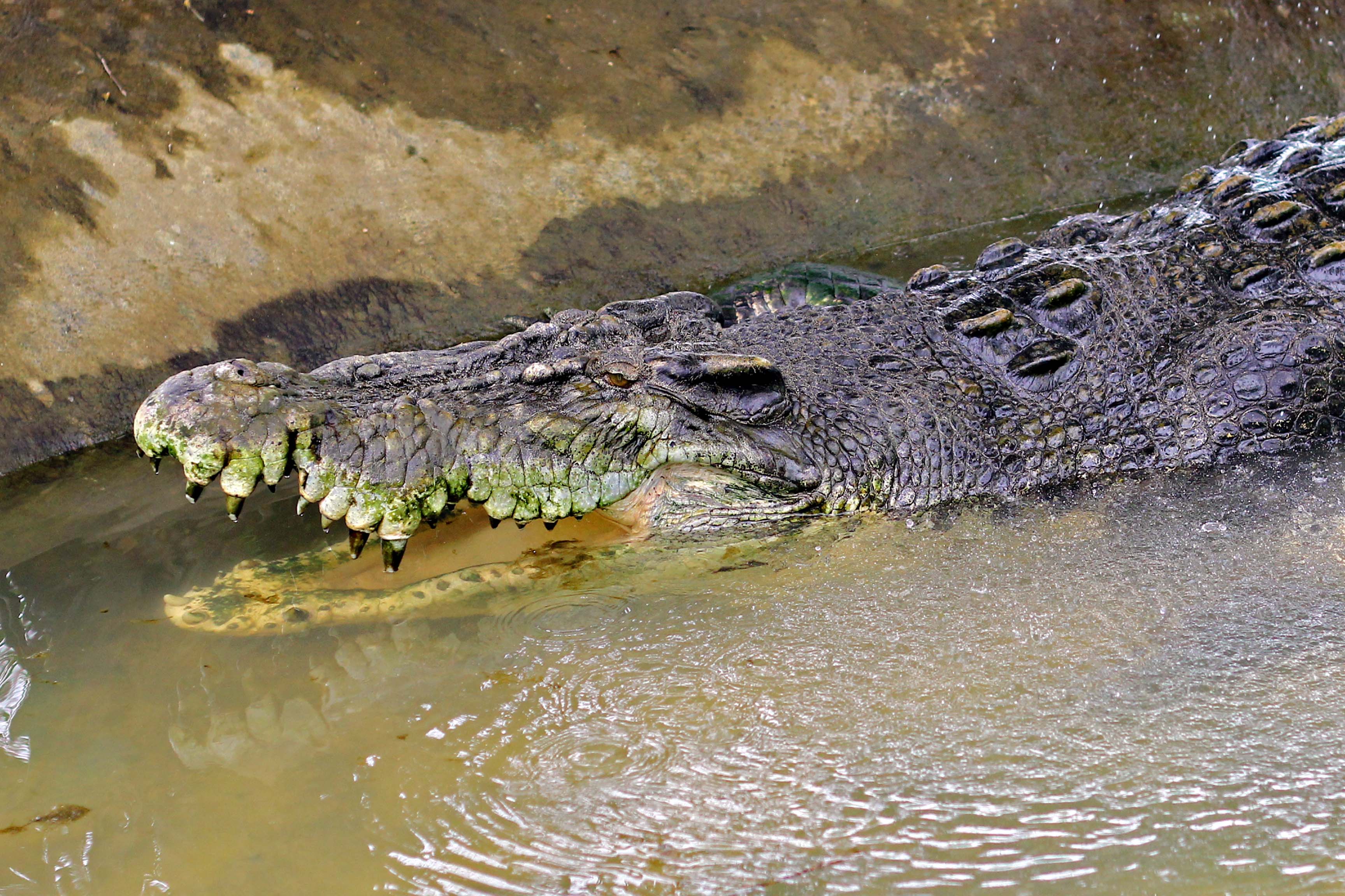 Болотный крокодил Магер
