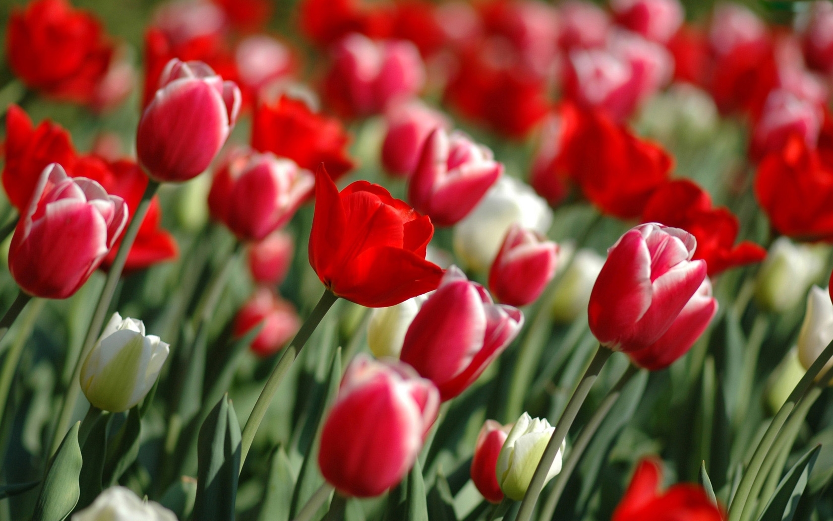 40932 Bildschirmschoner und Hintergrundbilder Tulpen auf Ihrem Telefon. Laden Sie  Bilder kostenlos herunter