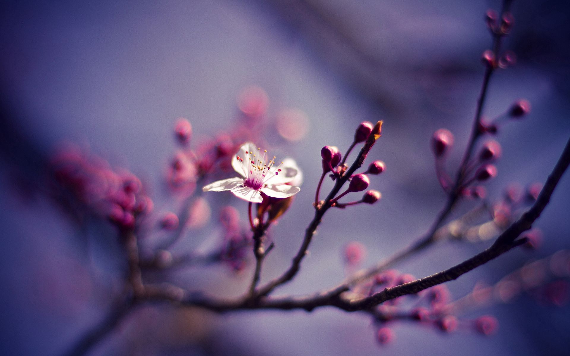 flower, branch, nature, cherry, macro, branches Desktop Wallpaper