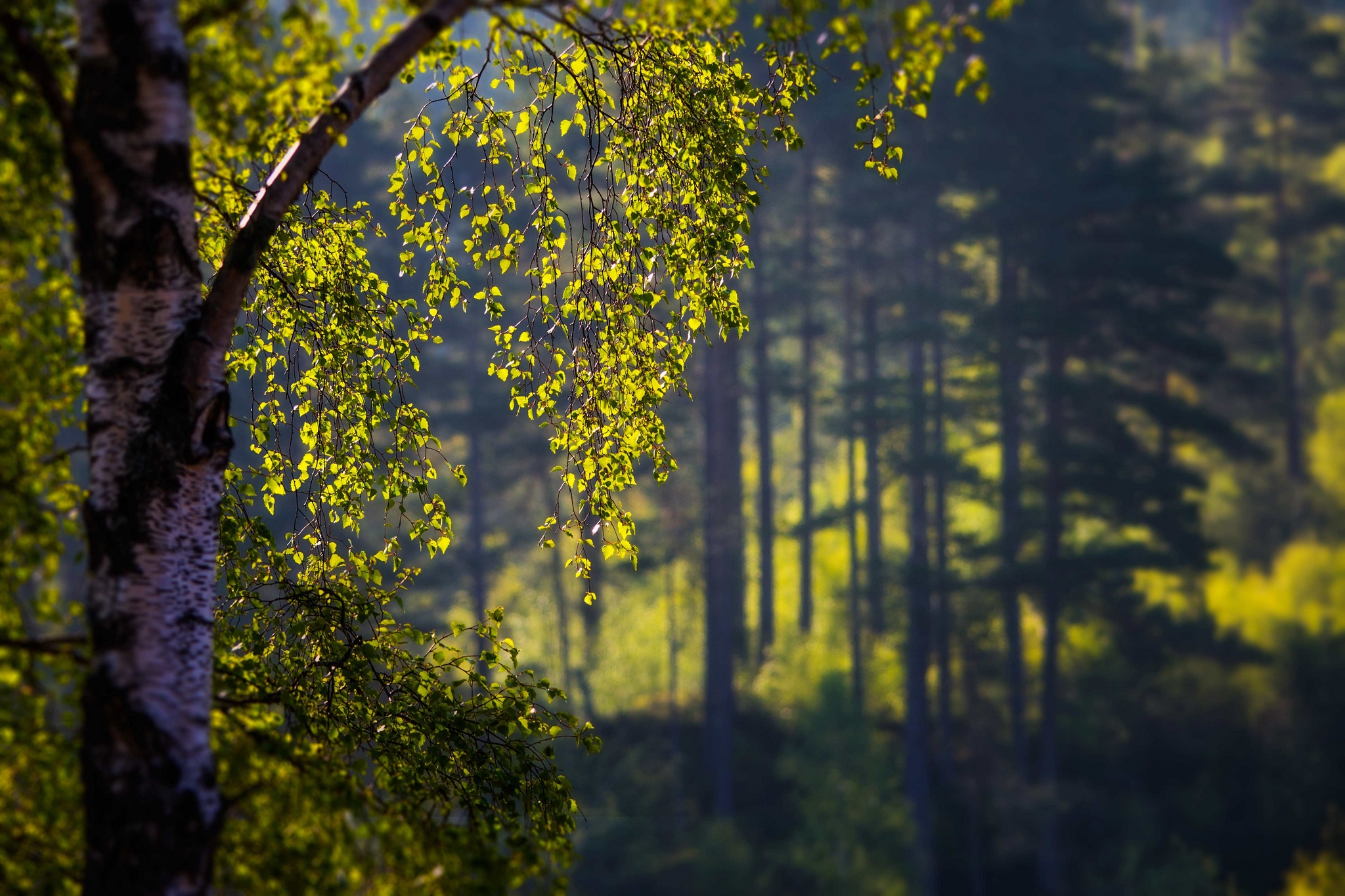 summer, nature, branches, branch, foreground, birch HD for desktop 1080p