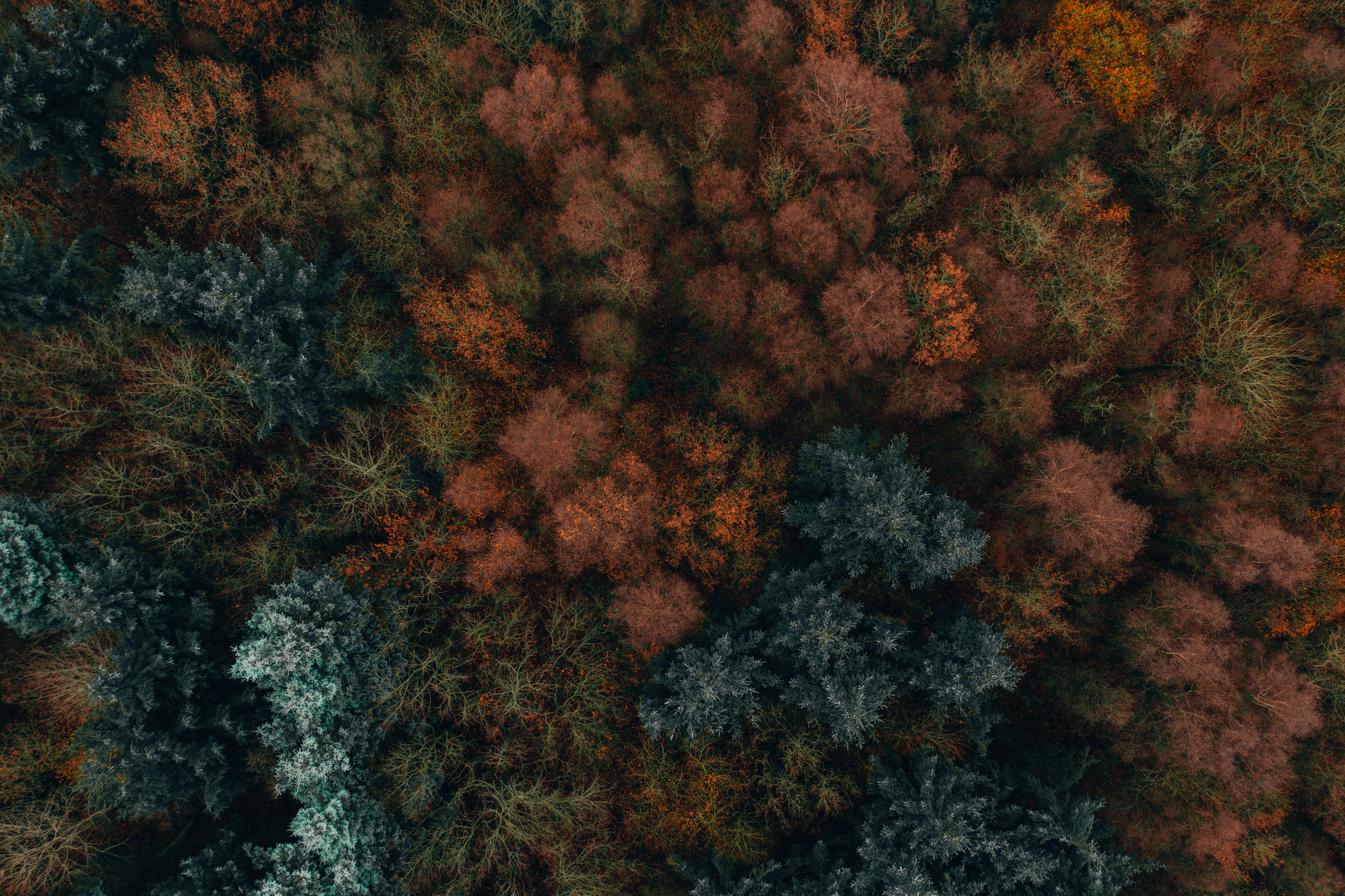 129581 завантажити картинку природа, дерева, осінь, вид зверху, ліс, рослинність, рослинності, осінні фарби, осінні барви - шпалери і заставки безкоштовно
