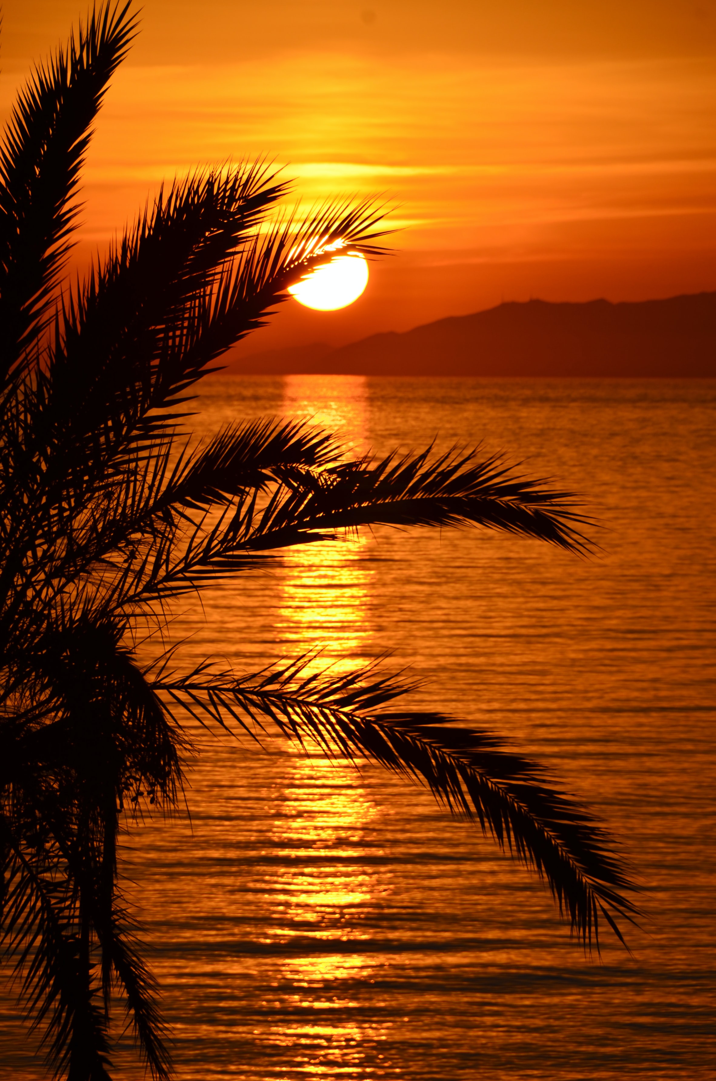 sunset, sea, nature, water, twilight, reflection, palm, dusk HD wallpaper