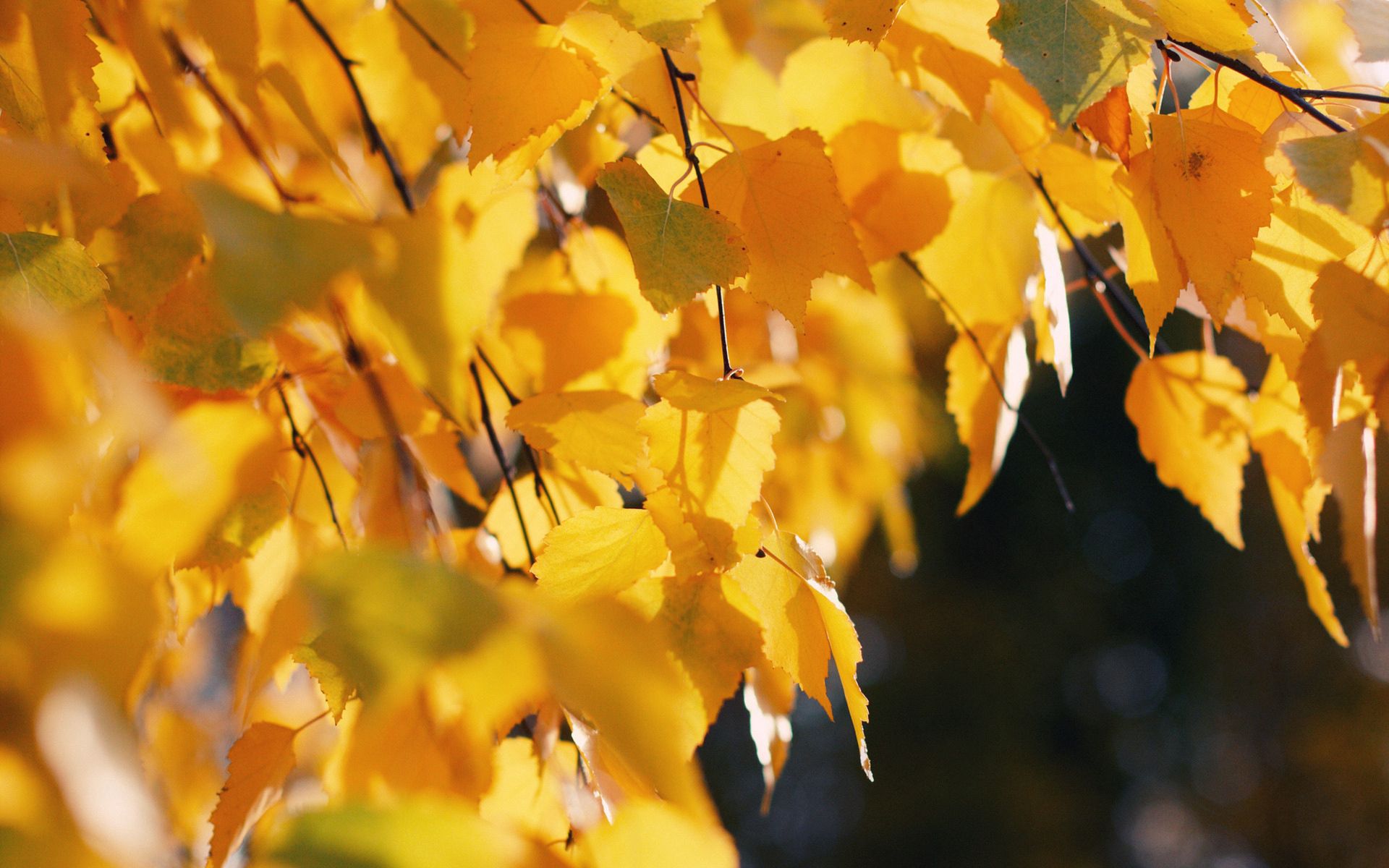 114785 baixar imagens natureza, outono, folhas, amarelo, bétula, outubro - papéis de parede e protetores de tela gratuitamente
