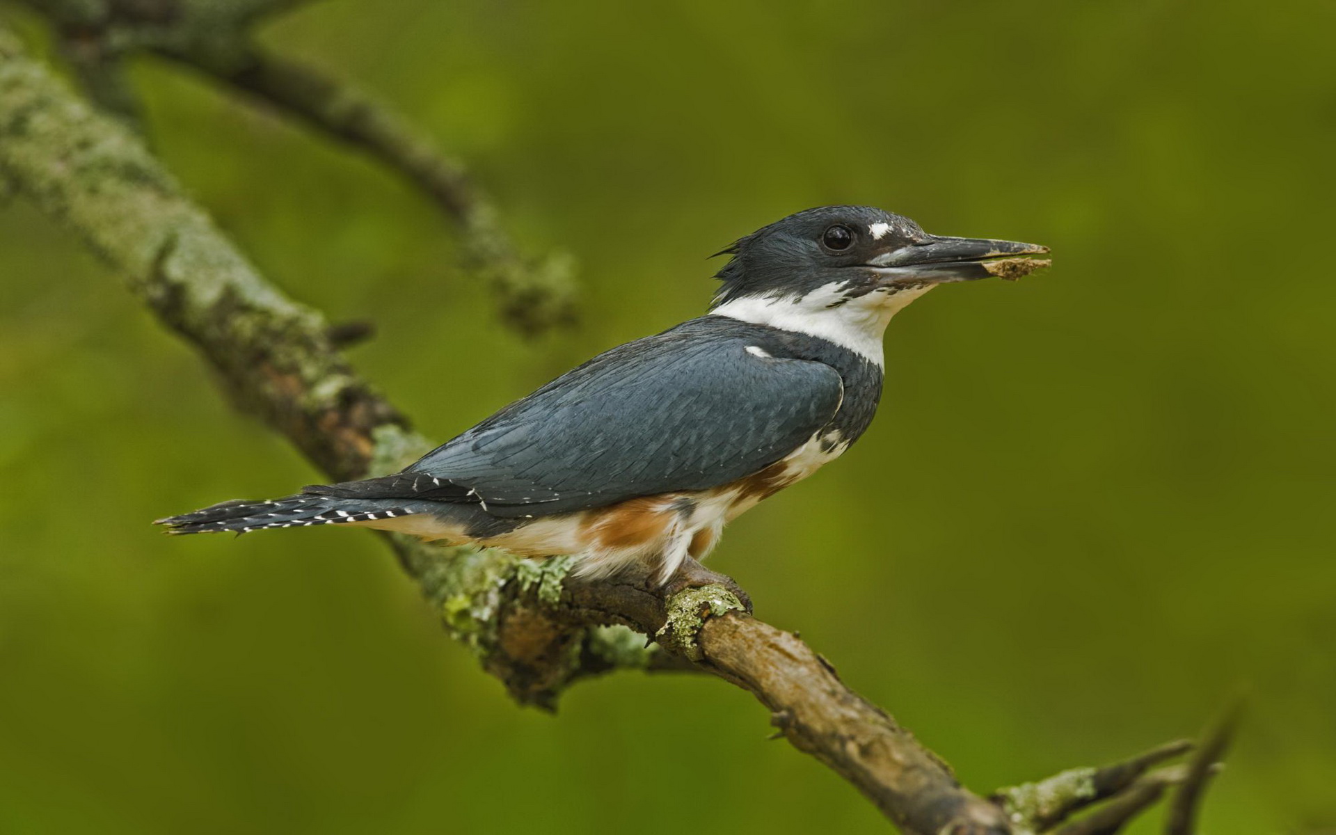 Free Belted Kingfisher Background