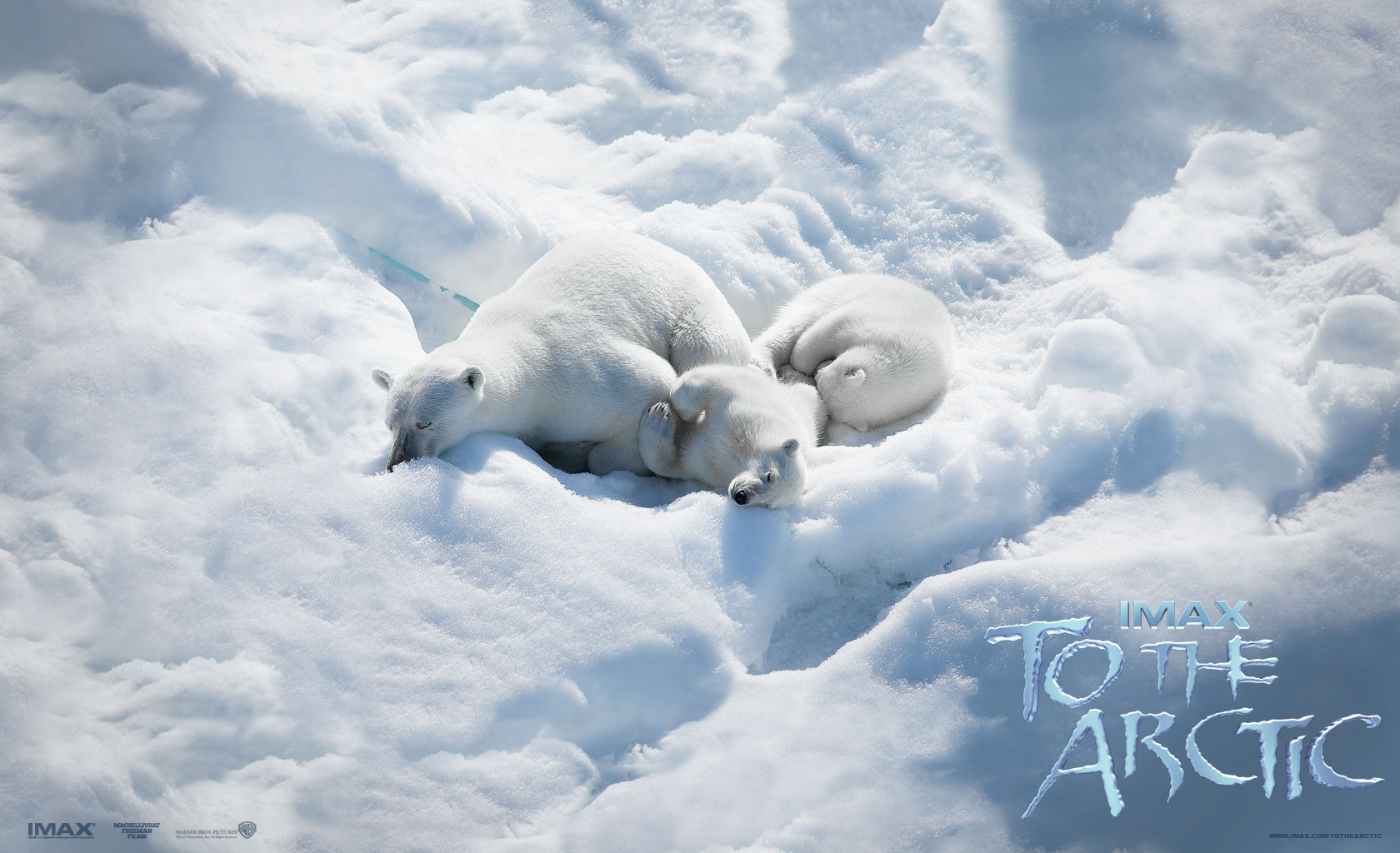 537391 Hintergrundbild herunterladen antarktis, eis, tierbaby, filme, in die arktis, arktis, bär, eisbär, schnee, weiß - Bildschirmschoner und Bilder kostenlos