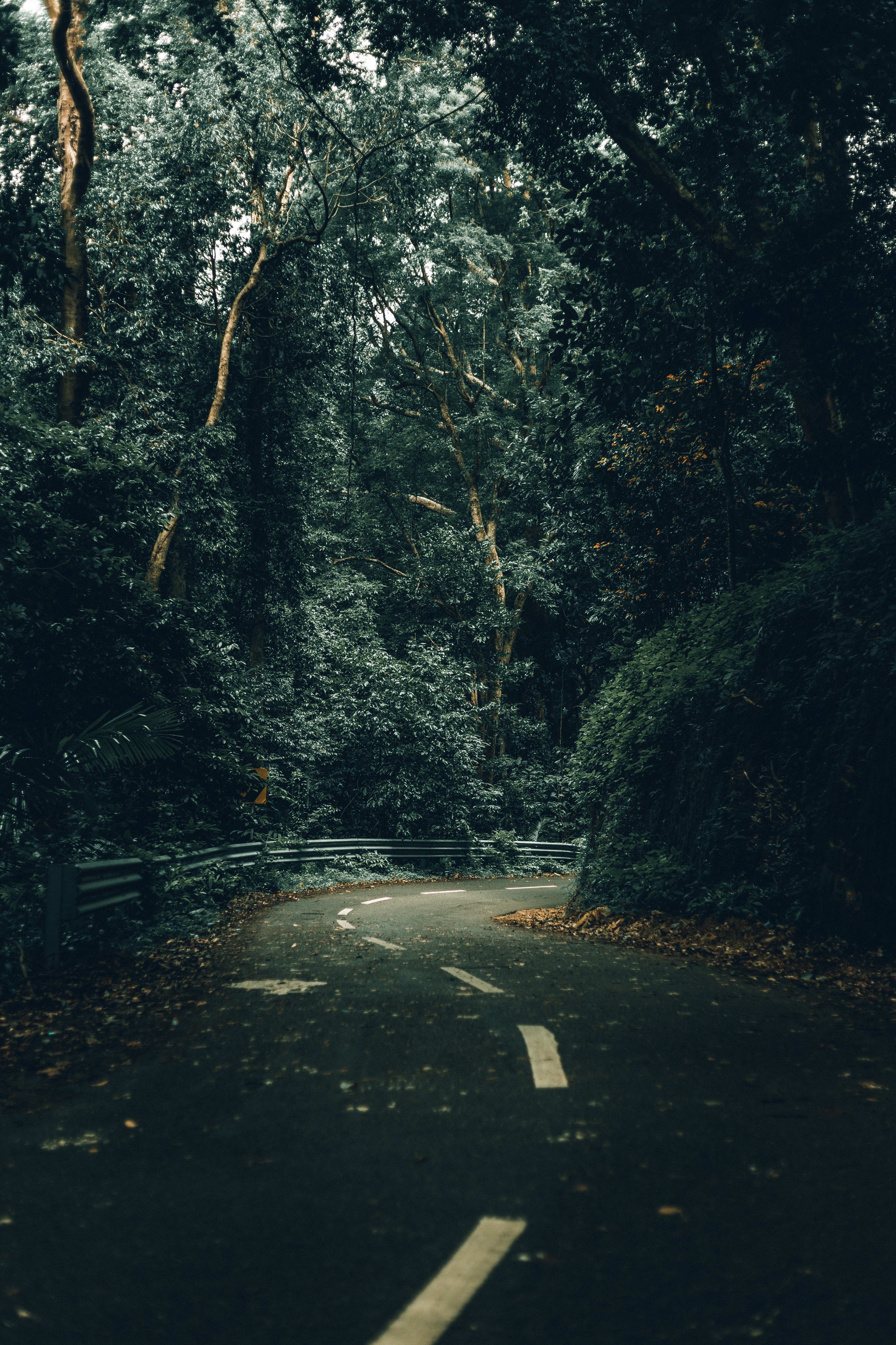 Download mobile wallpaper Turn, Nature, Forest, Trees, Road for free.