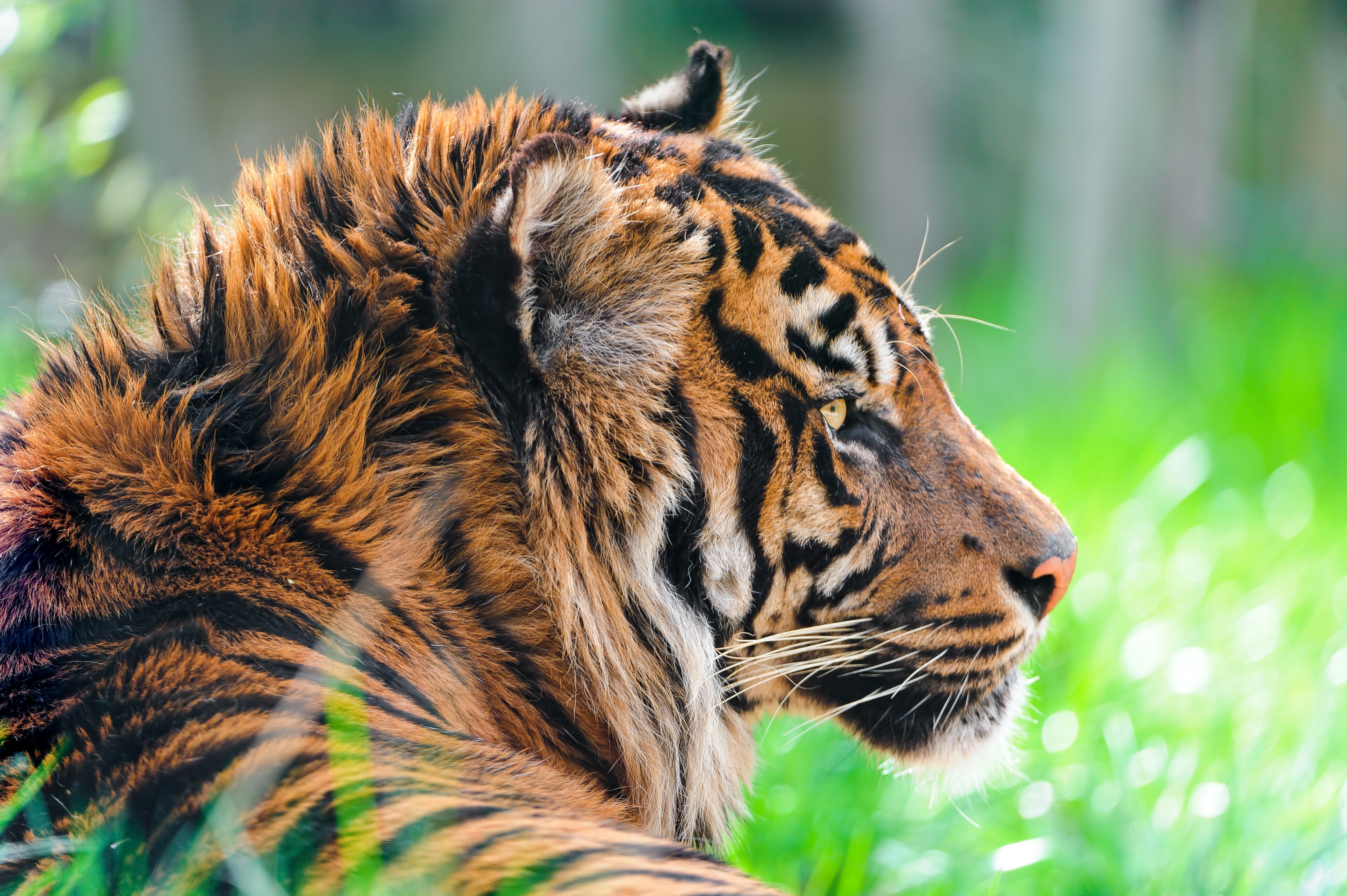 Laden Sie das Profil, Grass, Tiere, Predator, Wolle, Raubtier, Tiger-Bild kostenlos auf Ihren PC-Desktop herunter