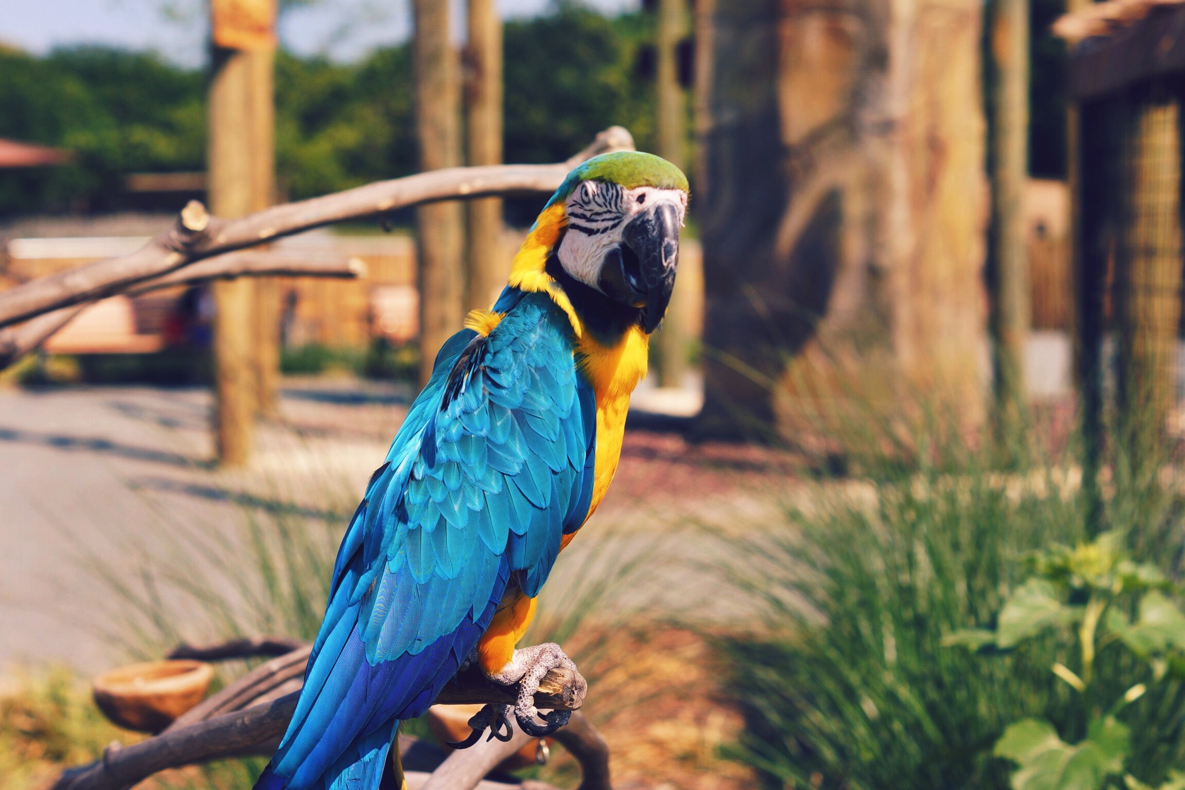 Африканский попугай ара
