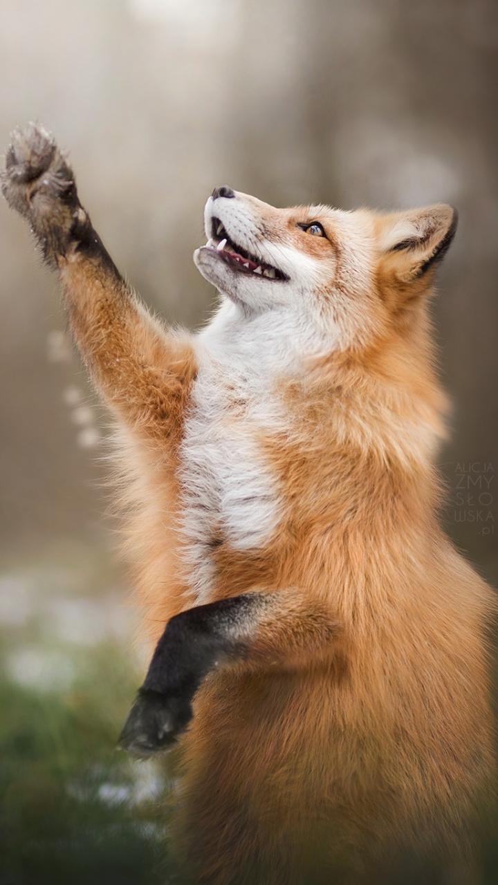 animal, fox, paw 32K