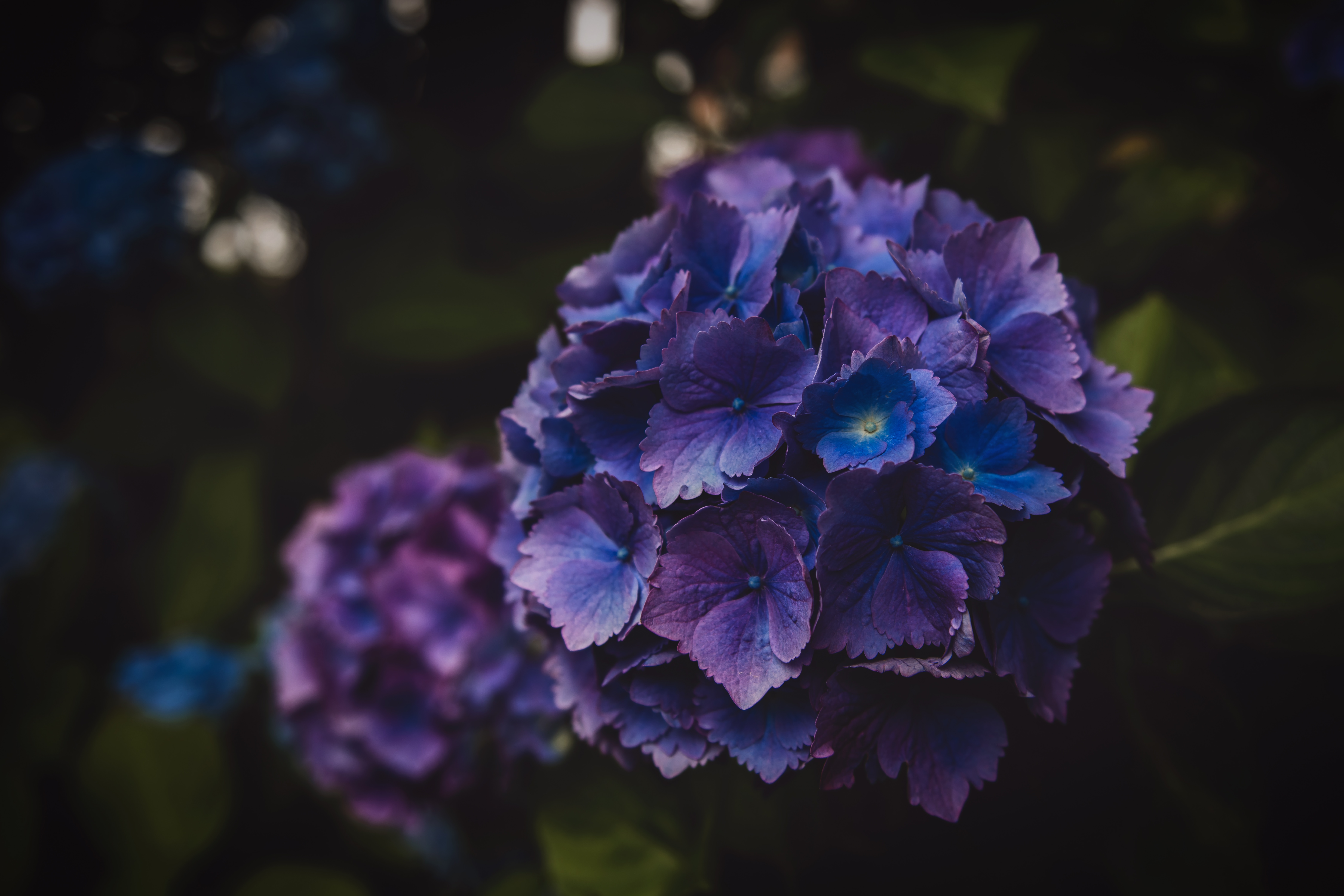 Laden Sie das Lila, Blütenstand, Blumen, Makro, Hortensie-Bild kostenlos auf Ihren PC-Desktop herunter