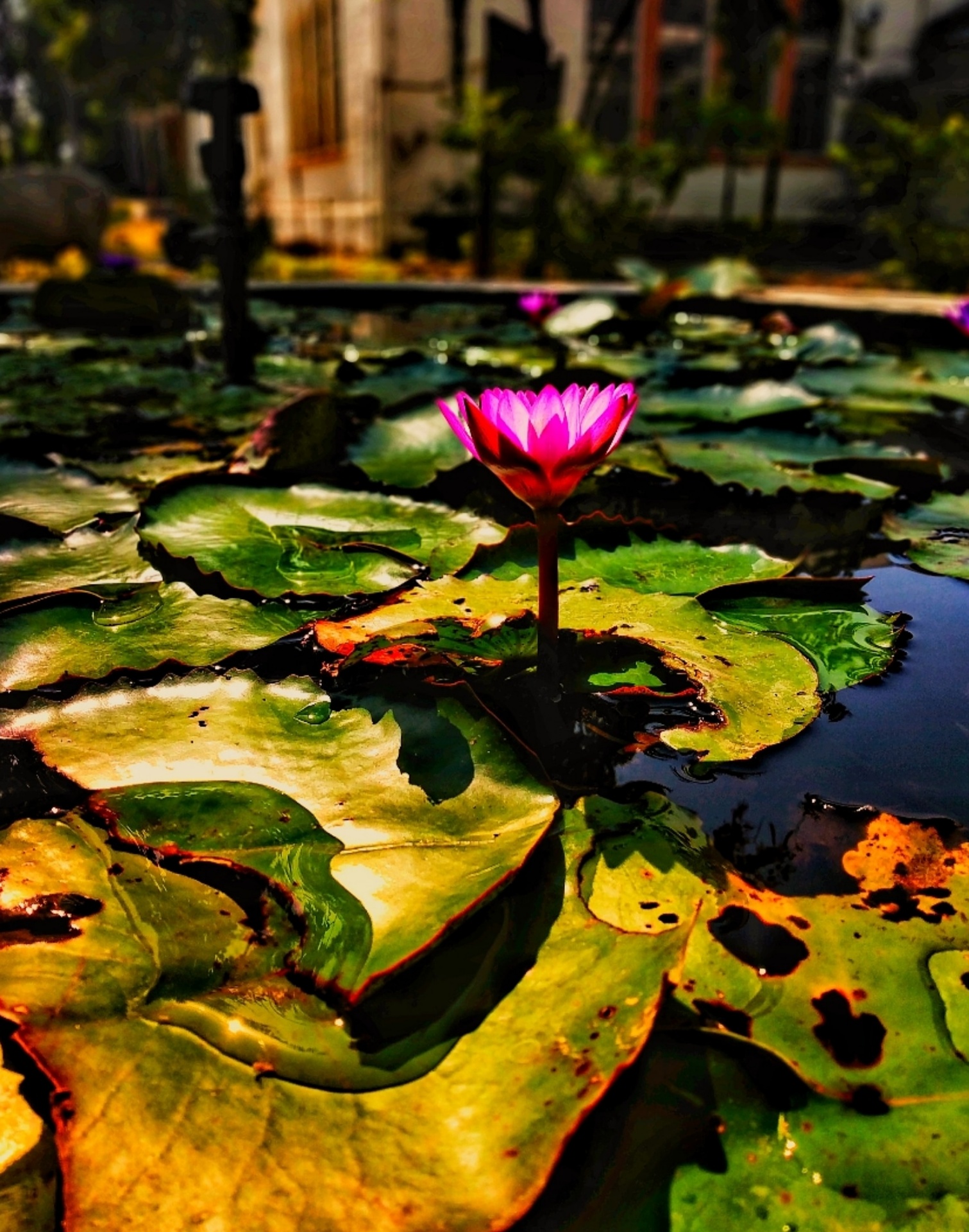Download mobile wallpaper Leaves, Flowers, Flower, Water, Water Lily, Lotus for free.