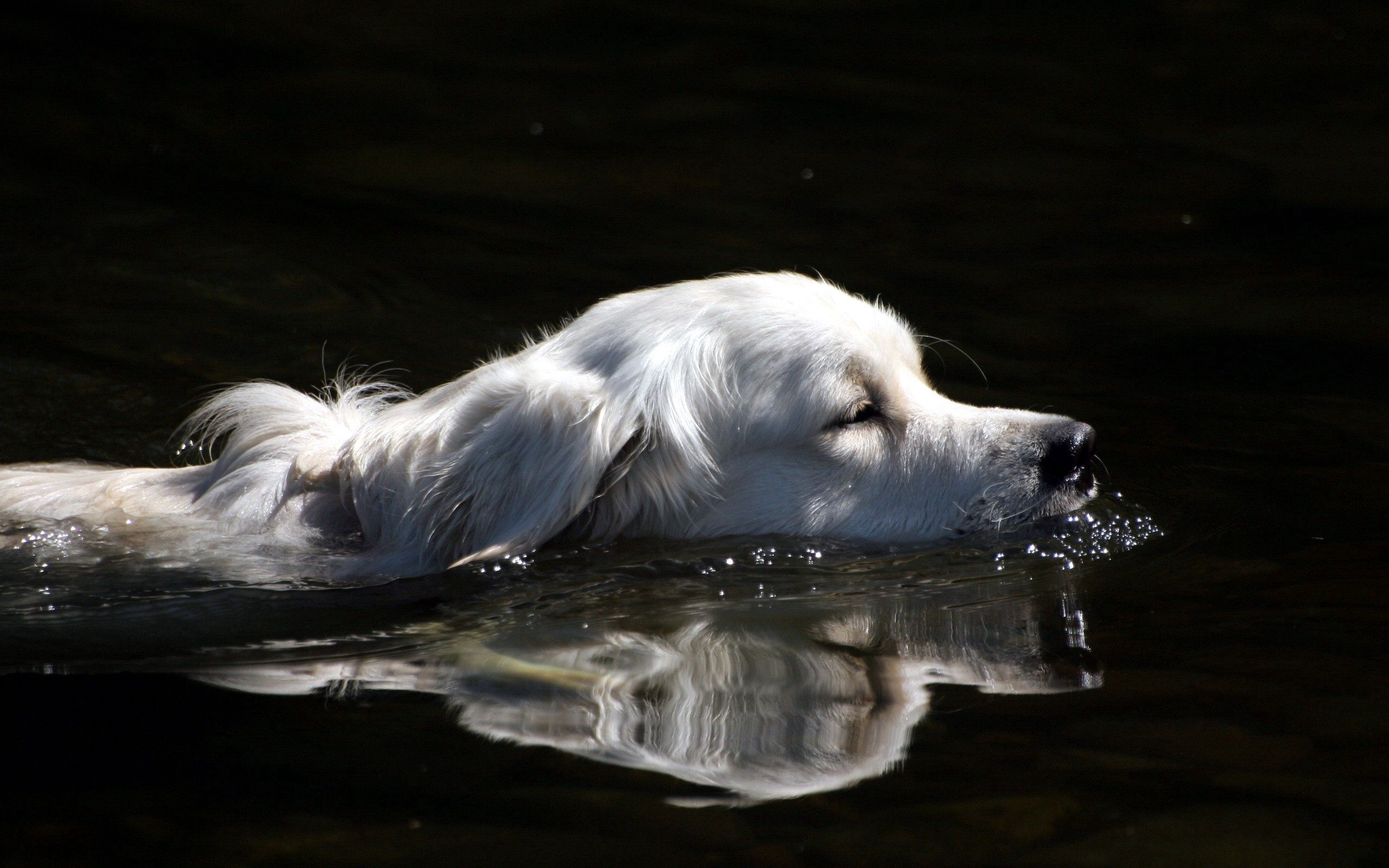 Download mobile wallpaper Fluffy, Animals, Dog, Swim, Water for free.