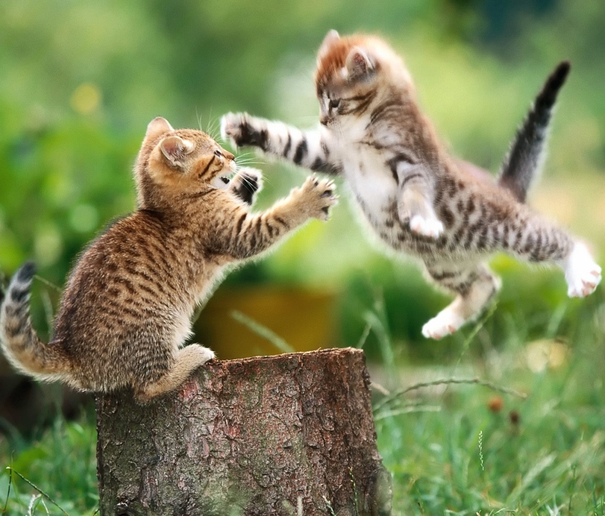 cat, animal, kitten, stump, playing, cats HD wallpaper