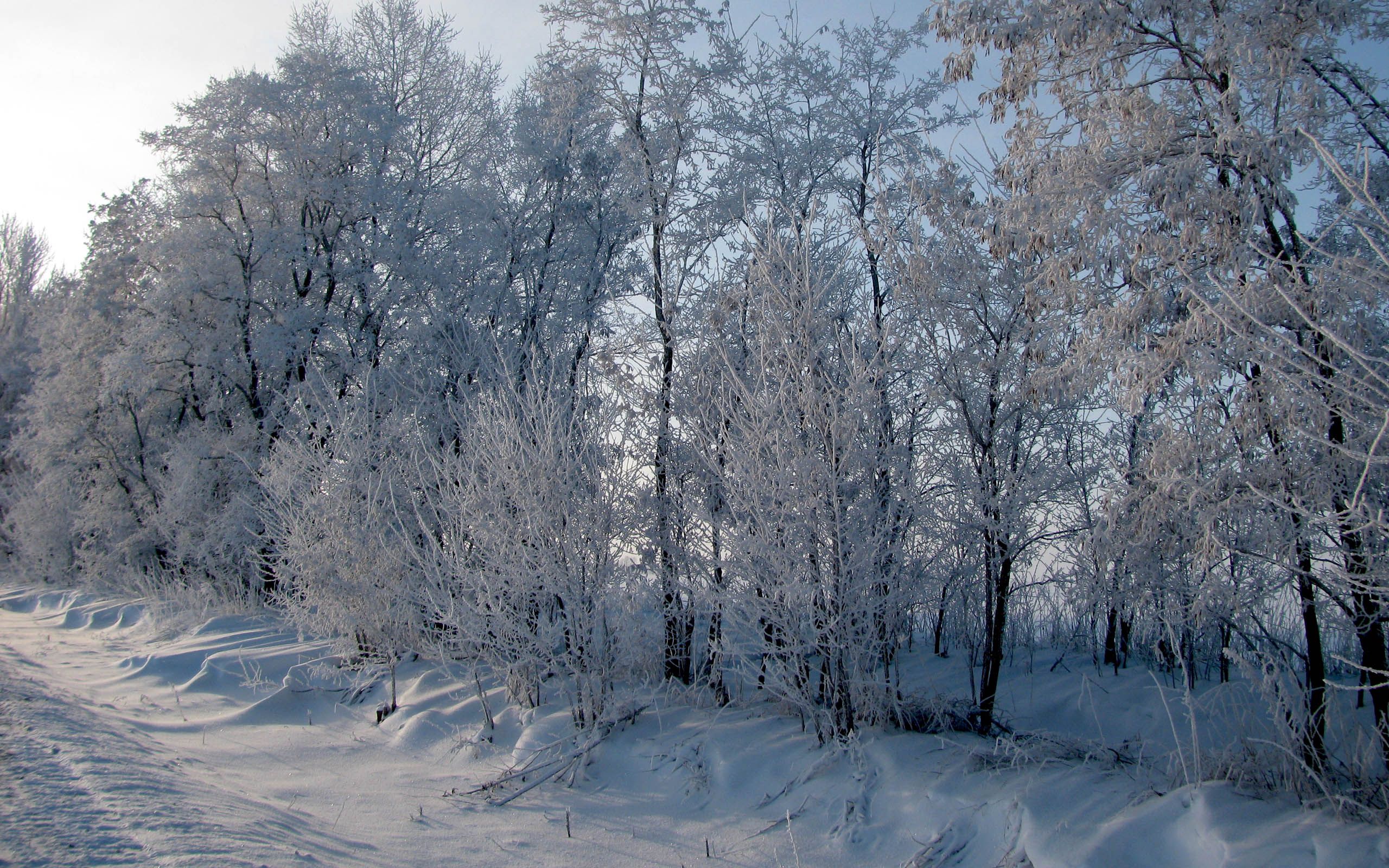 PC Wallpapers winter, nature, trees, snow, road, frost, hoarfrost, roadside, shoulder