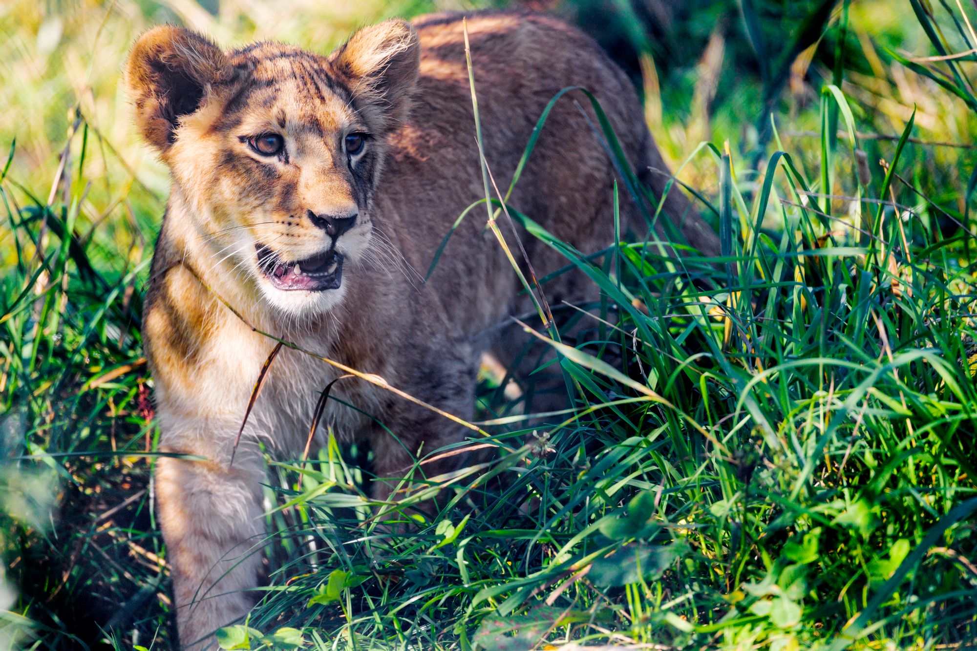 Lion cub. Хищные животные. Львёнок. Горный Львенок. Львенок в траве.