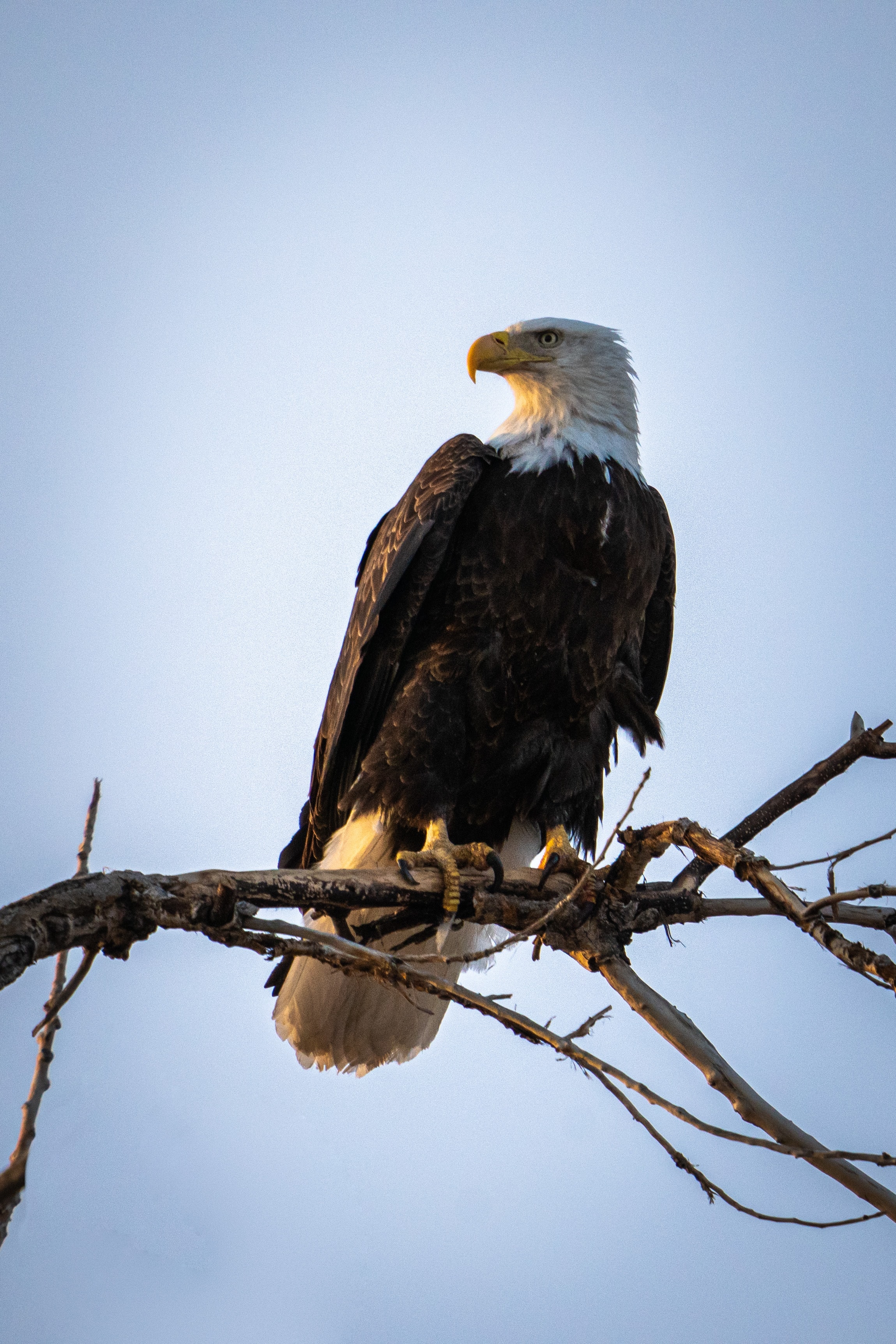 60718 descargar fondo de pantalla águila, animales, pájaro, rama, depredador: protectores de pantalla e imágenes gratis