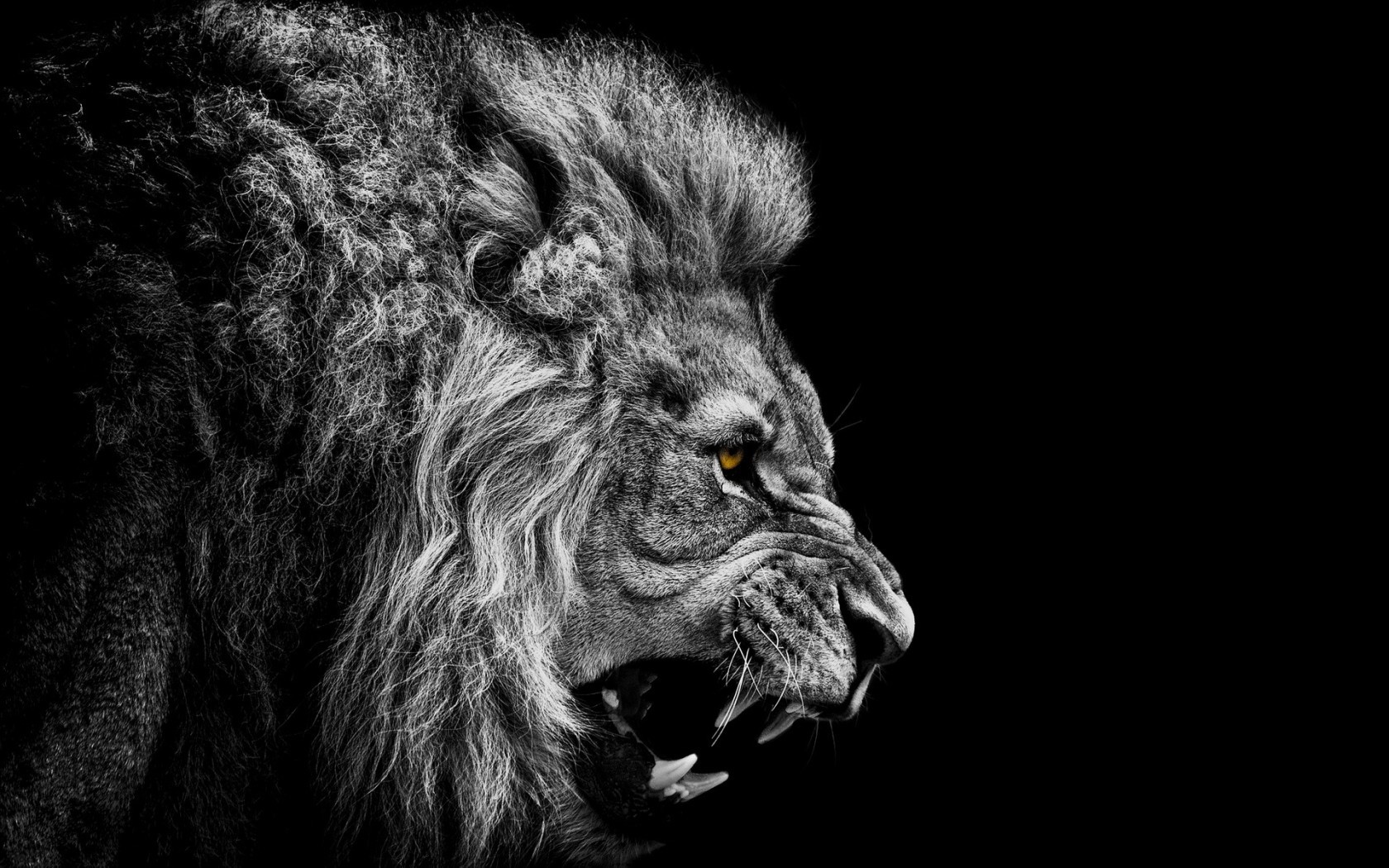 lions, animals, gray