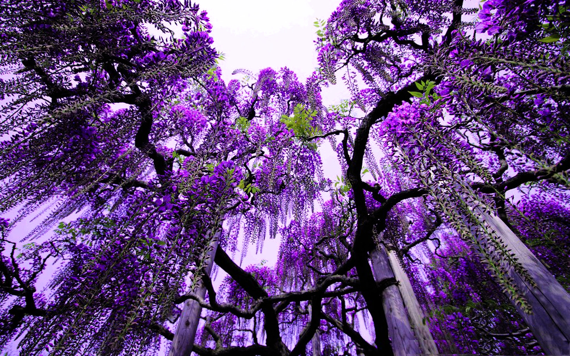 Popular Wisteria Image for Phone