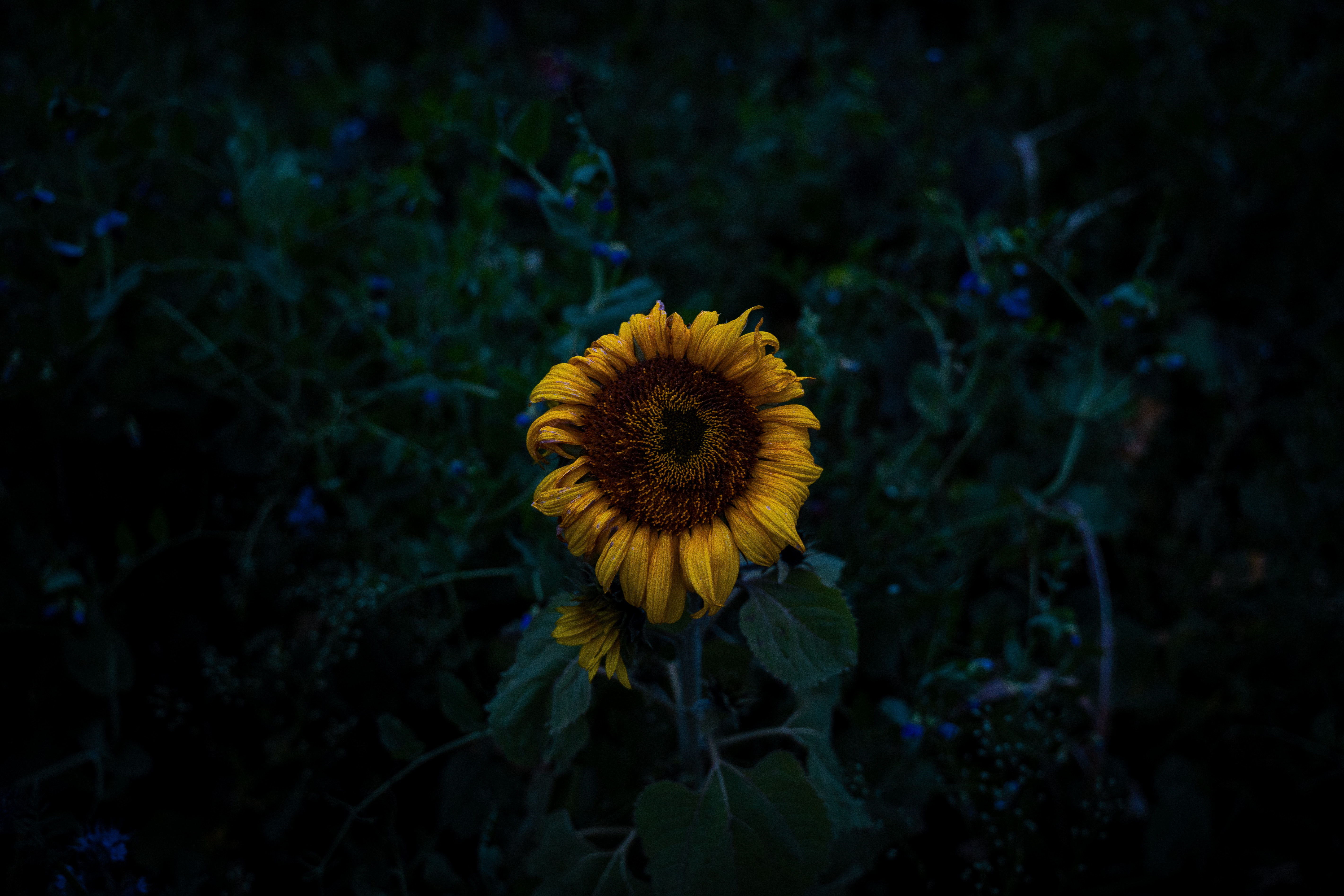 dark, flowers, yellow, field, sunflower, blooms