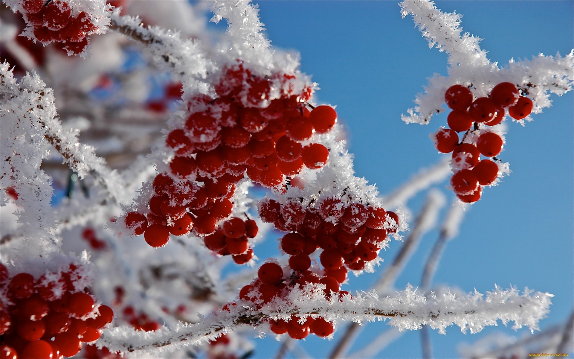 13799 Hintergrundbild herunterladen pflanzen, winter, lebensmittel, schnee, berries - Bildschirmschoner und Bilder kostenlos