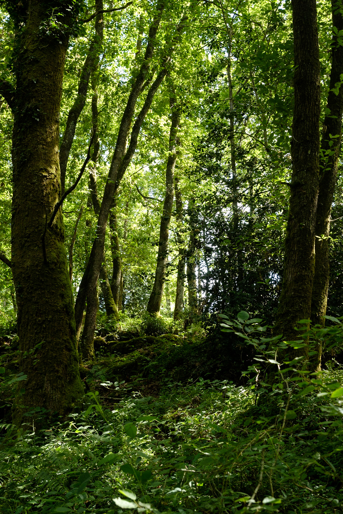 無料モバイル壁紙草, 枝, ブランチ, 自然, 木, 森, 森林をダウンロードします。