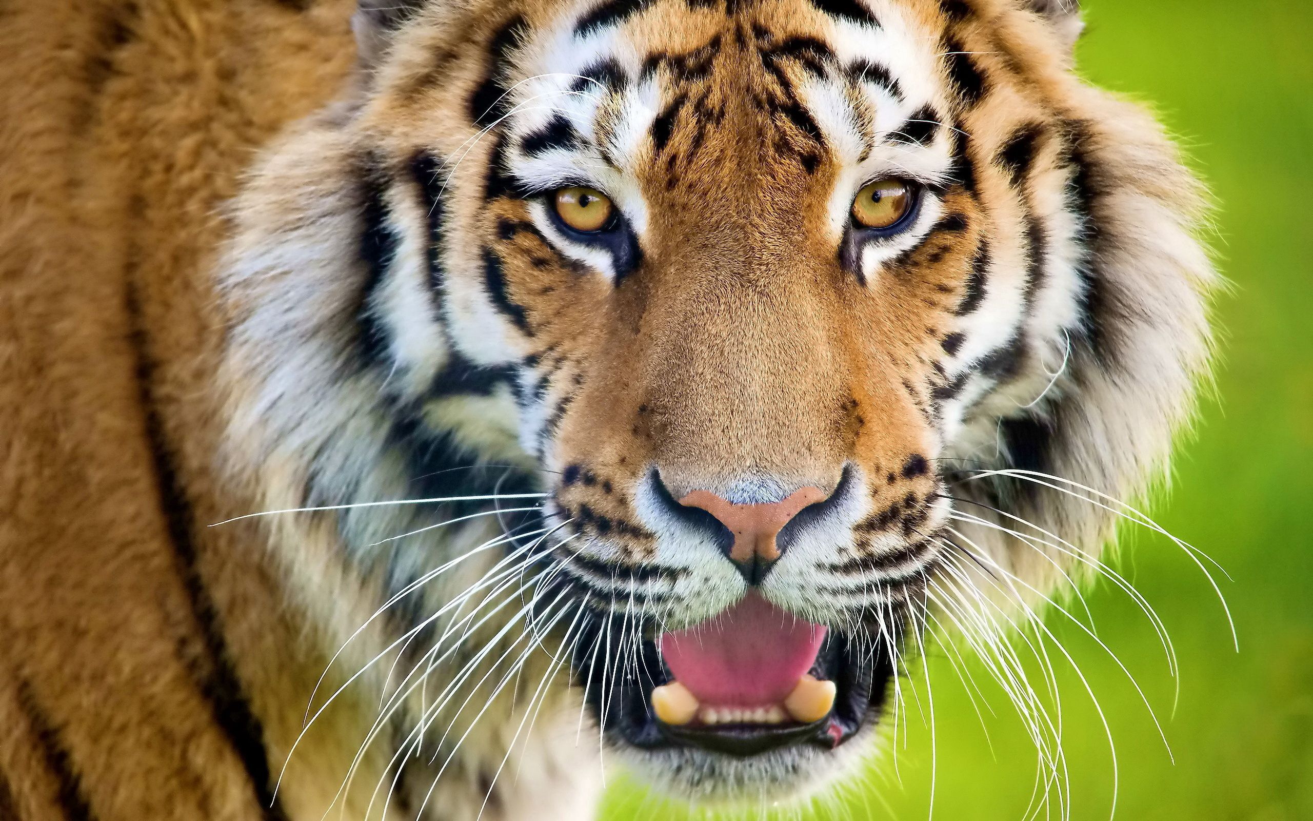 104663 Hintergrundbild herunterladen tiere, schnauze, raubtier, predator, tiger, offener mund, überraschung, erstaunen - Bildschirmschoner und Bilder kostenlos
