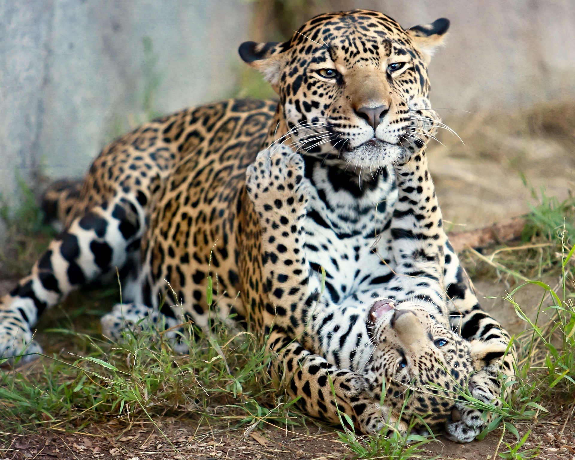 87878 télécharger le fond d'écran animaux, chats, jaguar, minou, chaton, prédateurs, maternité, bébé jaguar, petit jaguar - économiseurs d'écran et images gratuitement