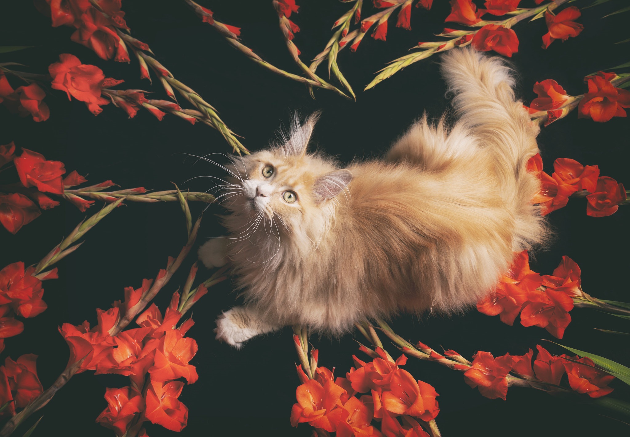 animal, cat, gladiolus, maine coon, red flower, cats Smartphone Background