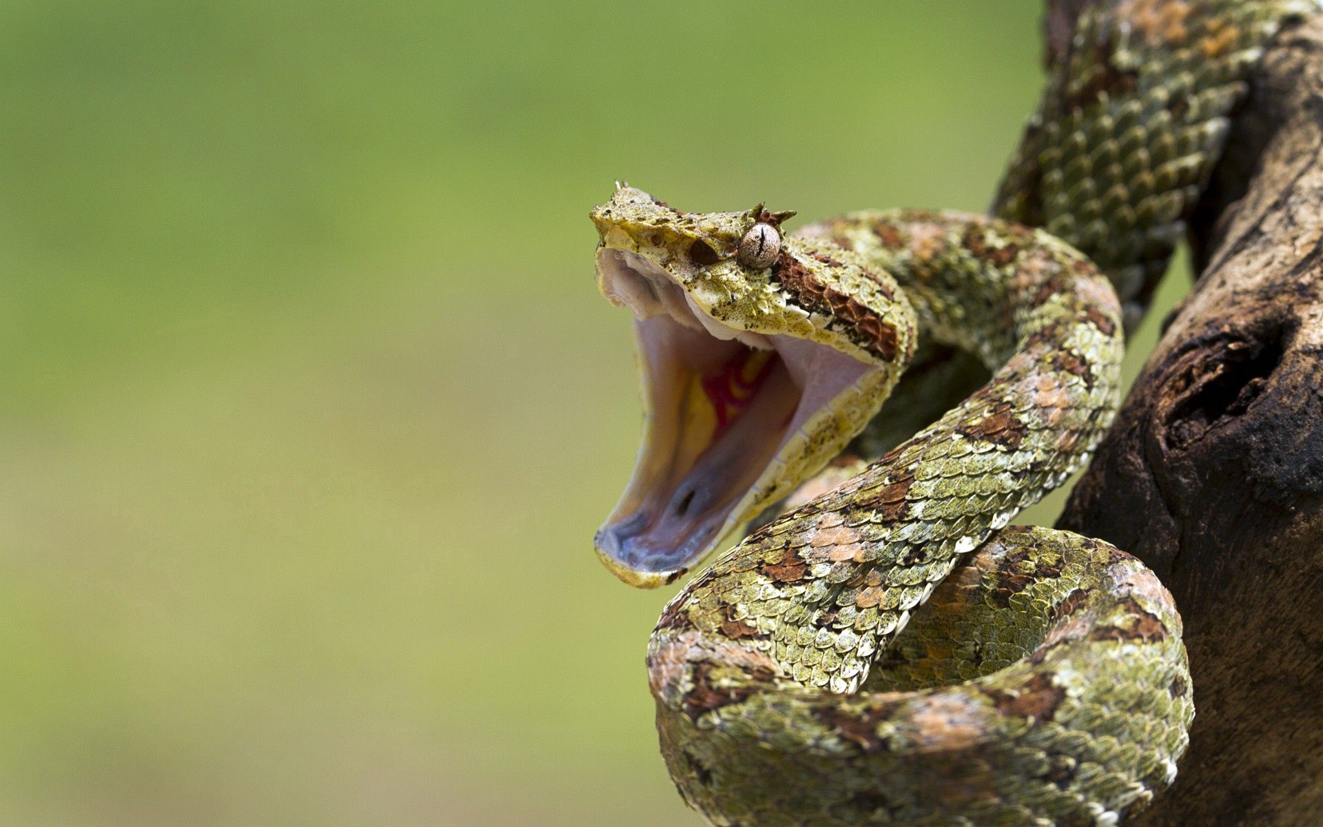 animals, aggression, grin, snake, bend HD wallpaper