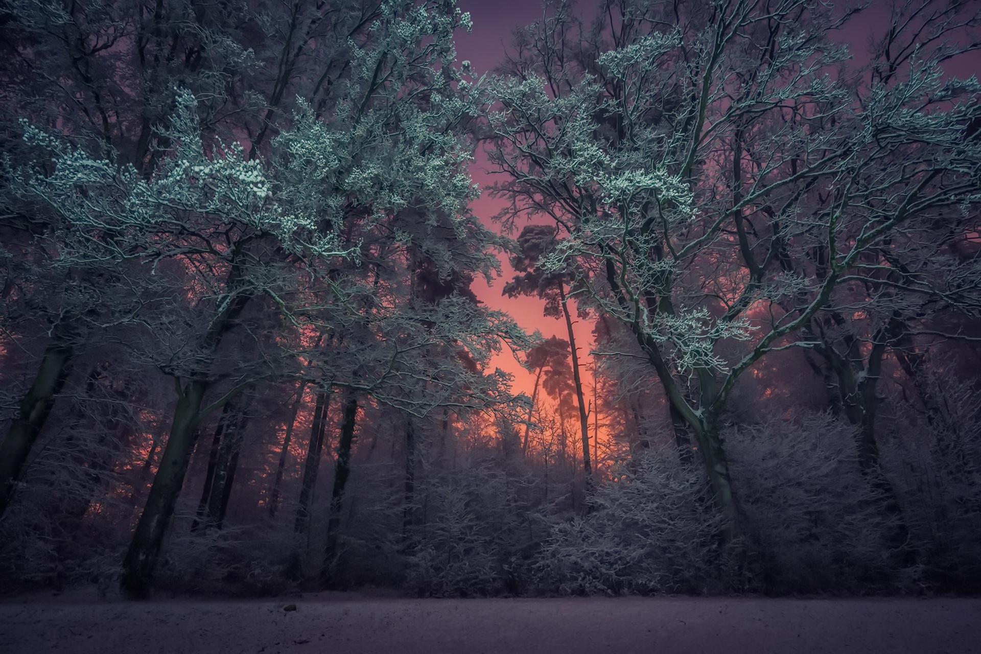 Download mobile wallpaper Winter, Nature, Forest, Tree, Earth, Purple for free.