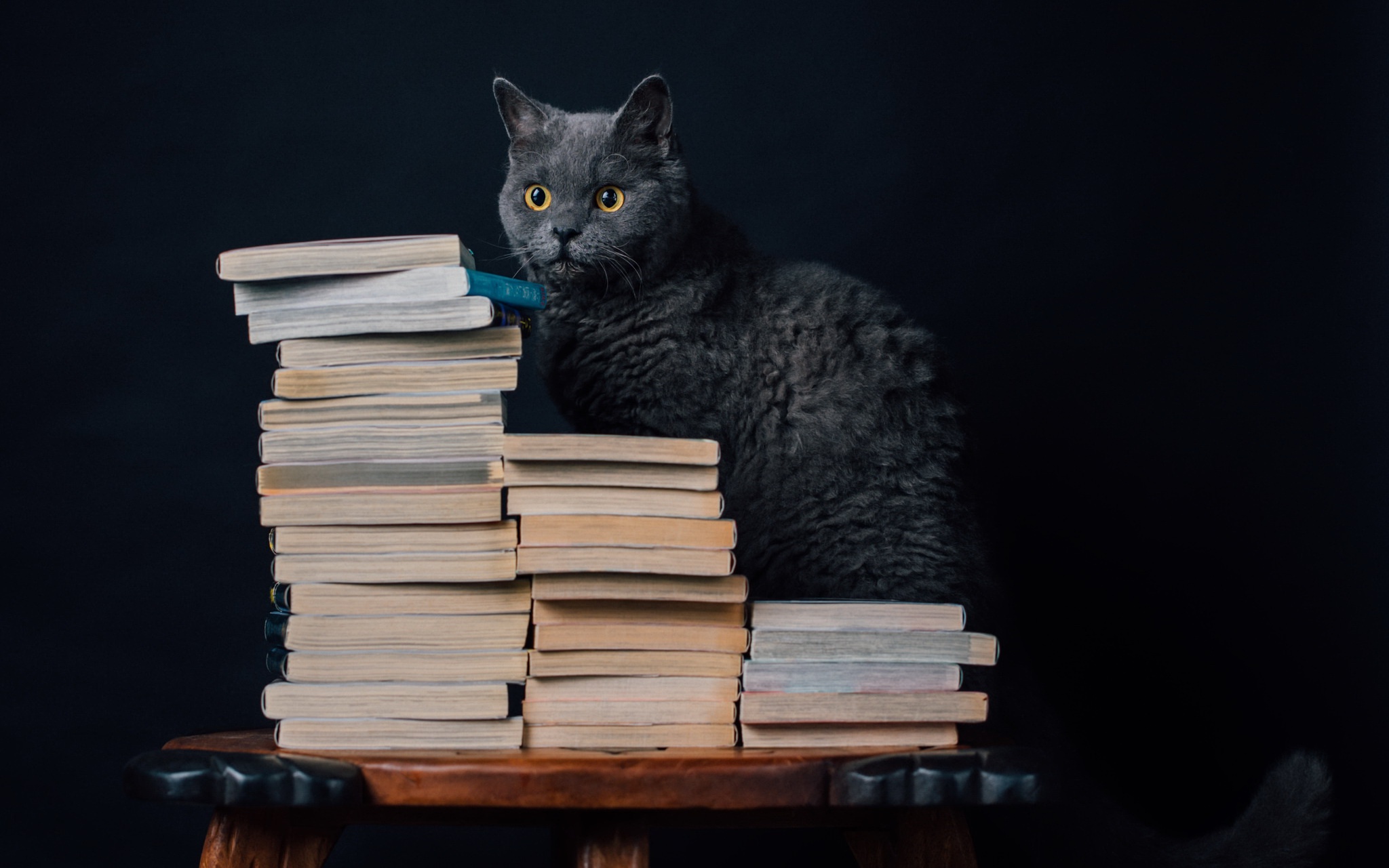 кошки с книгами картинки