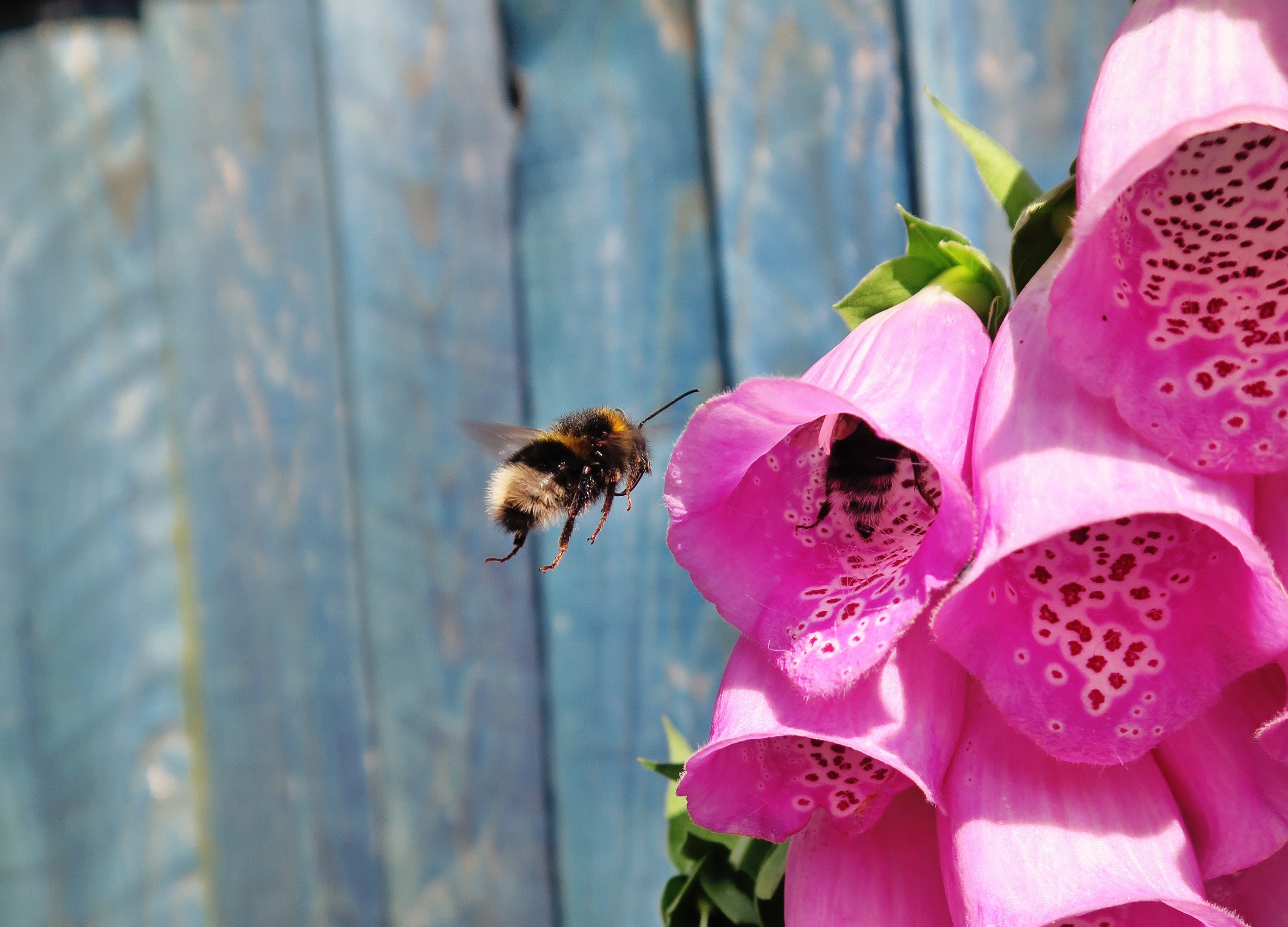 Скачать картинку Пчела, Опыление, Полет, Цветы в телефон бесплатно.