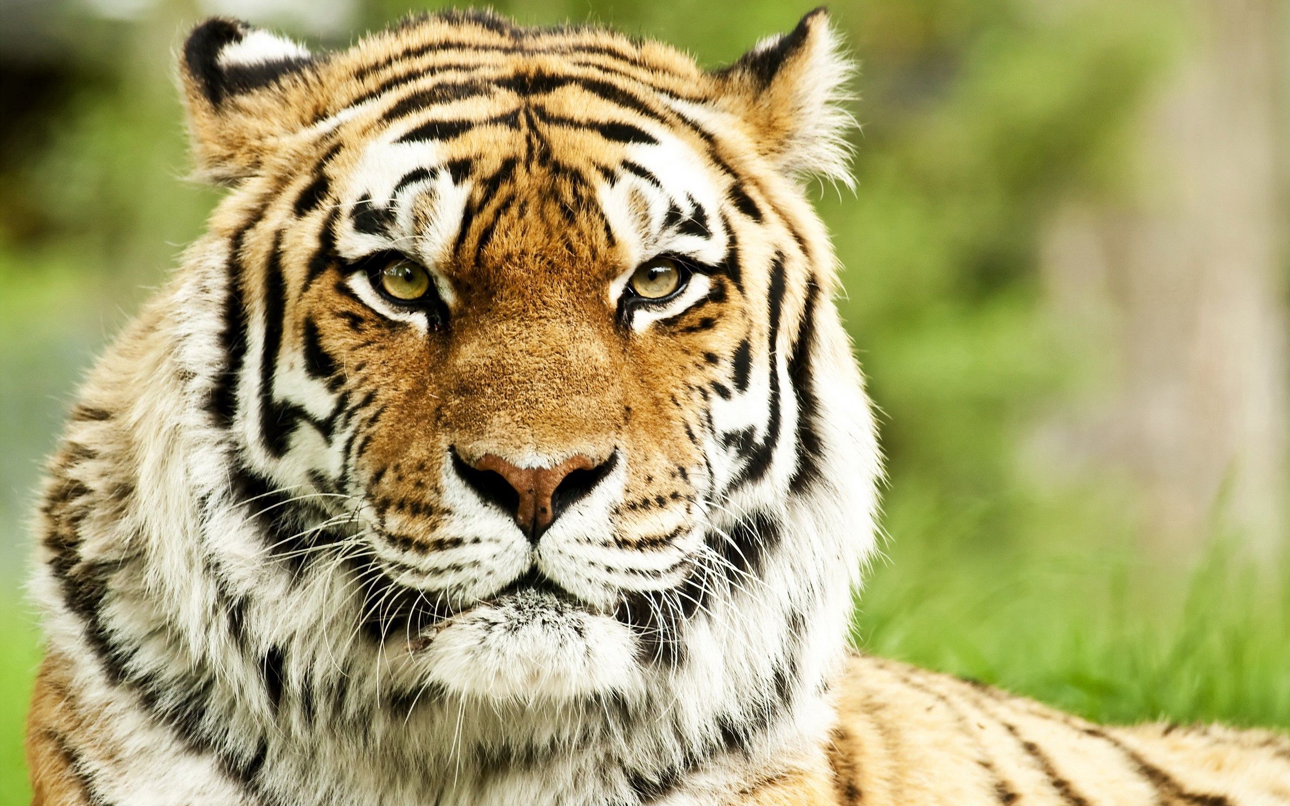 predator, tiger, animals, muzzle, striped, big cat, sight, opinion QHD