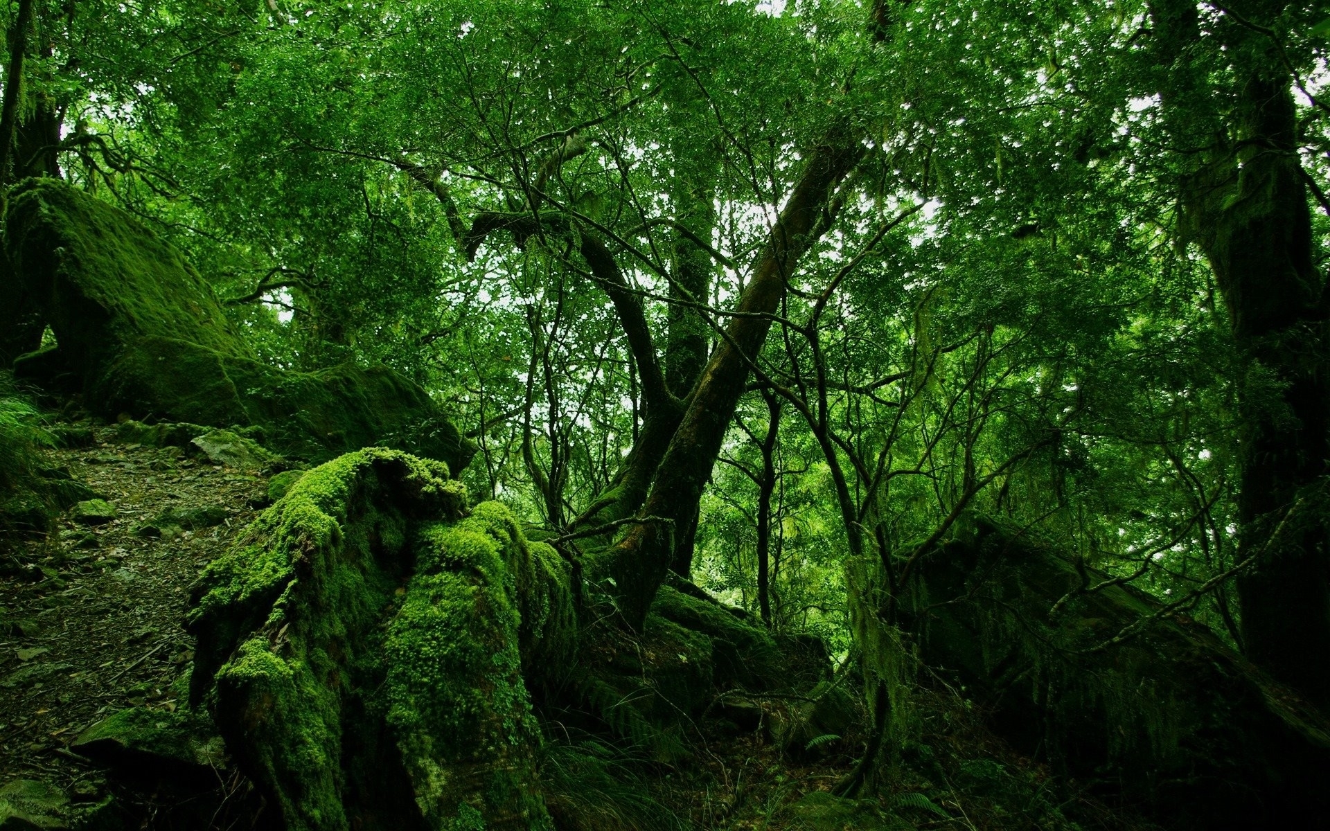 Full HD Wallpaper landscape, green, trees