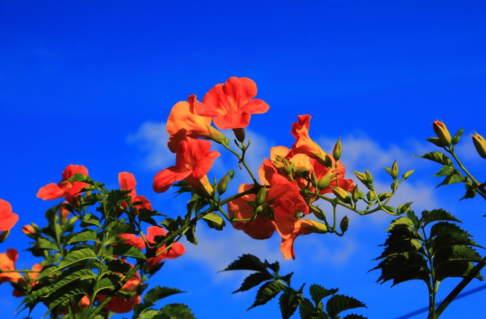 flowers, sky, blue, branches, bloom, flowering, hibiscus 1080p