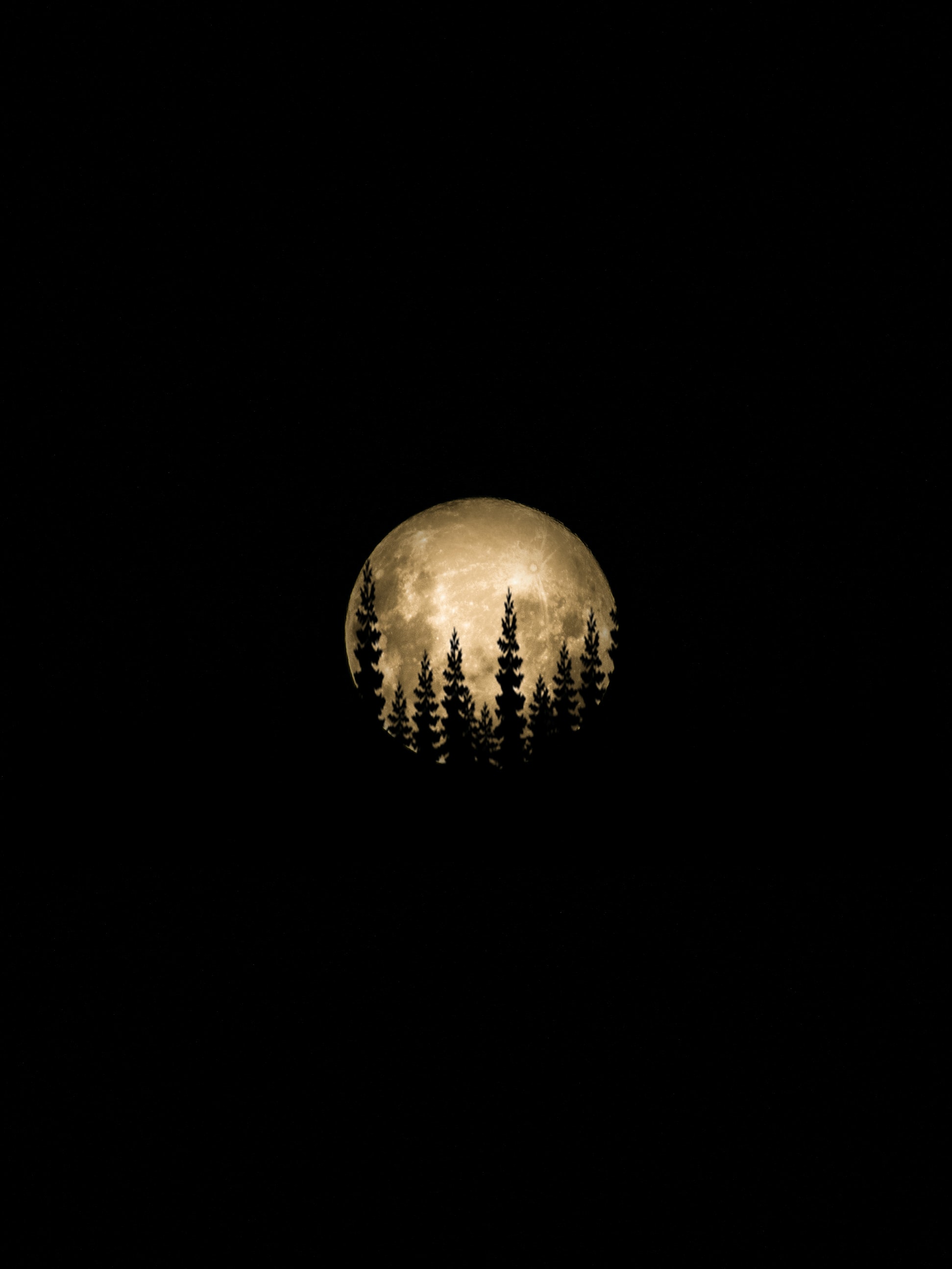 full moon, trees, moon, black, silhouette
