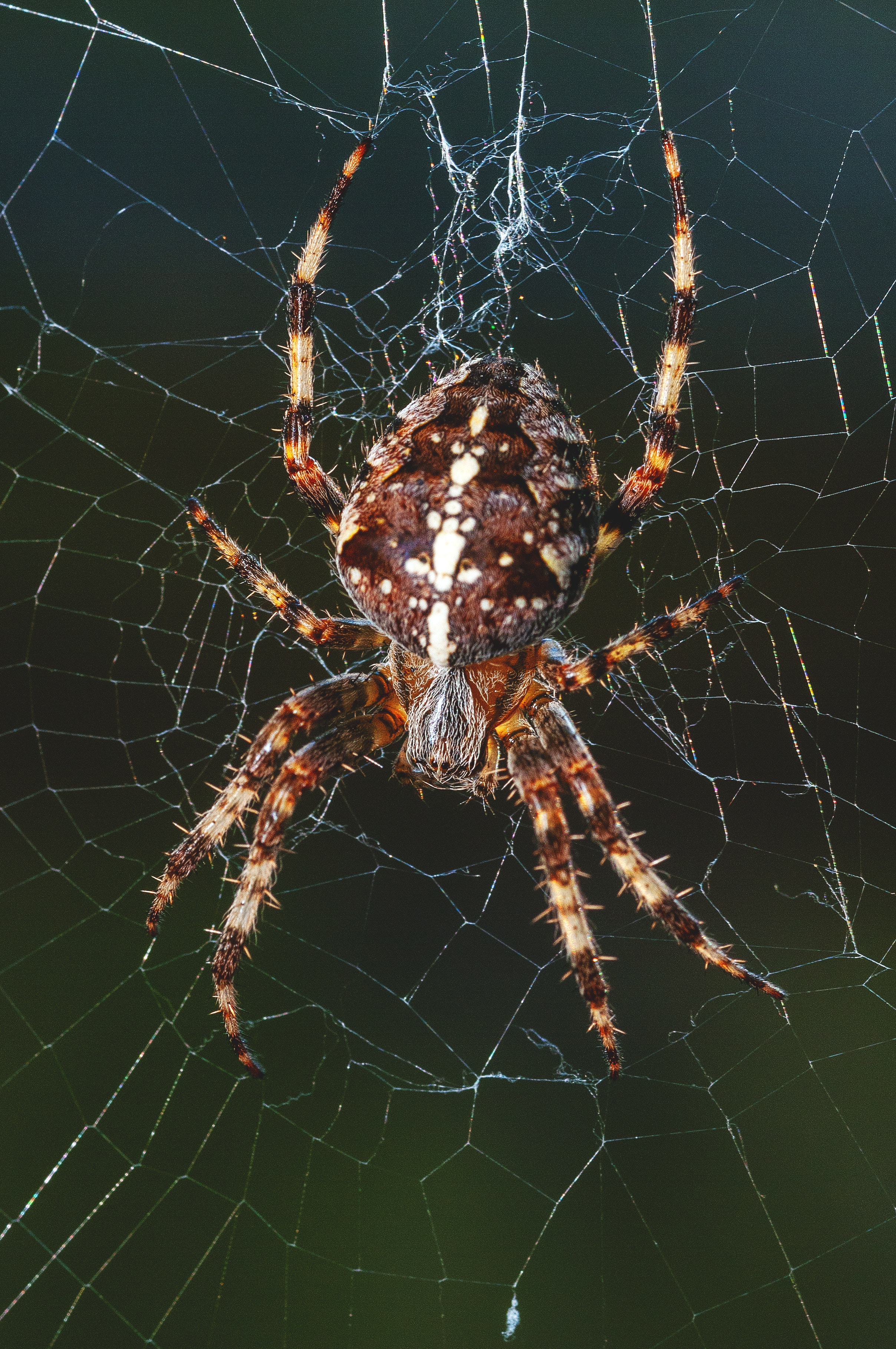 54509 скачать обои паук, паутина, животные, насекомое, лапки - заставки и картинки бесплатно