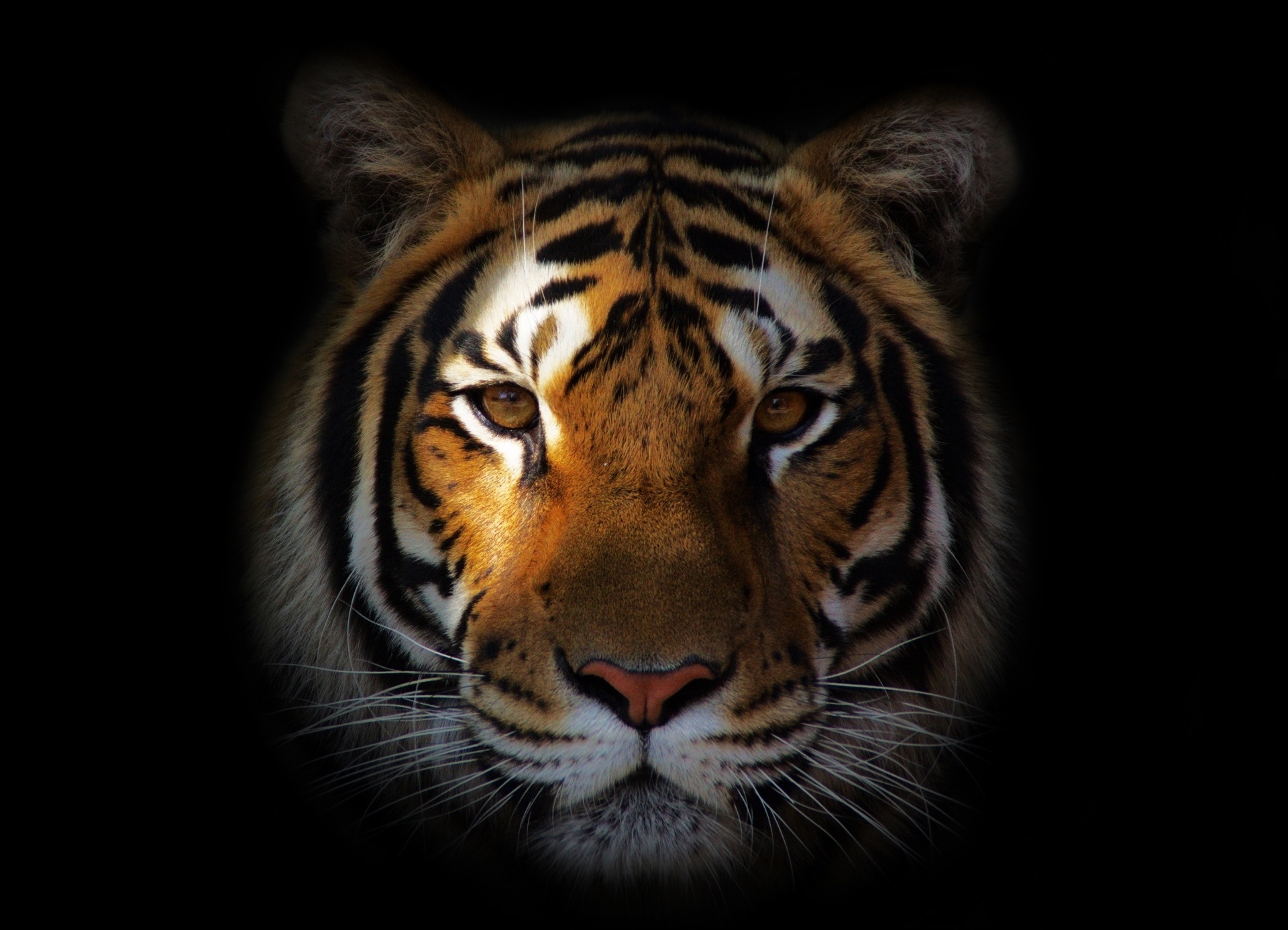 tiger, muzzle, animals, shadow, predator Full HD