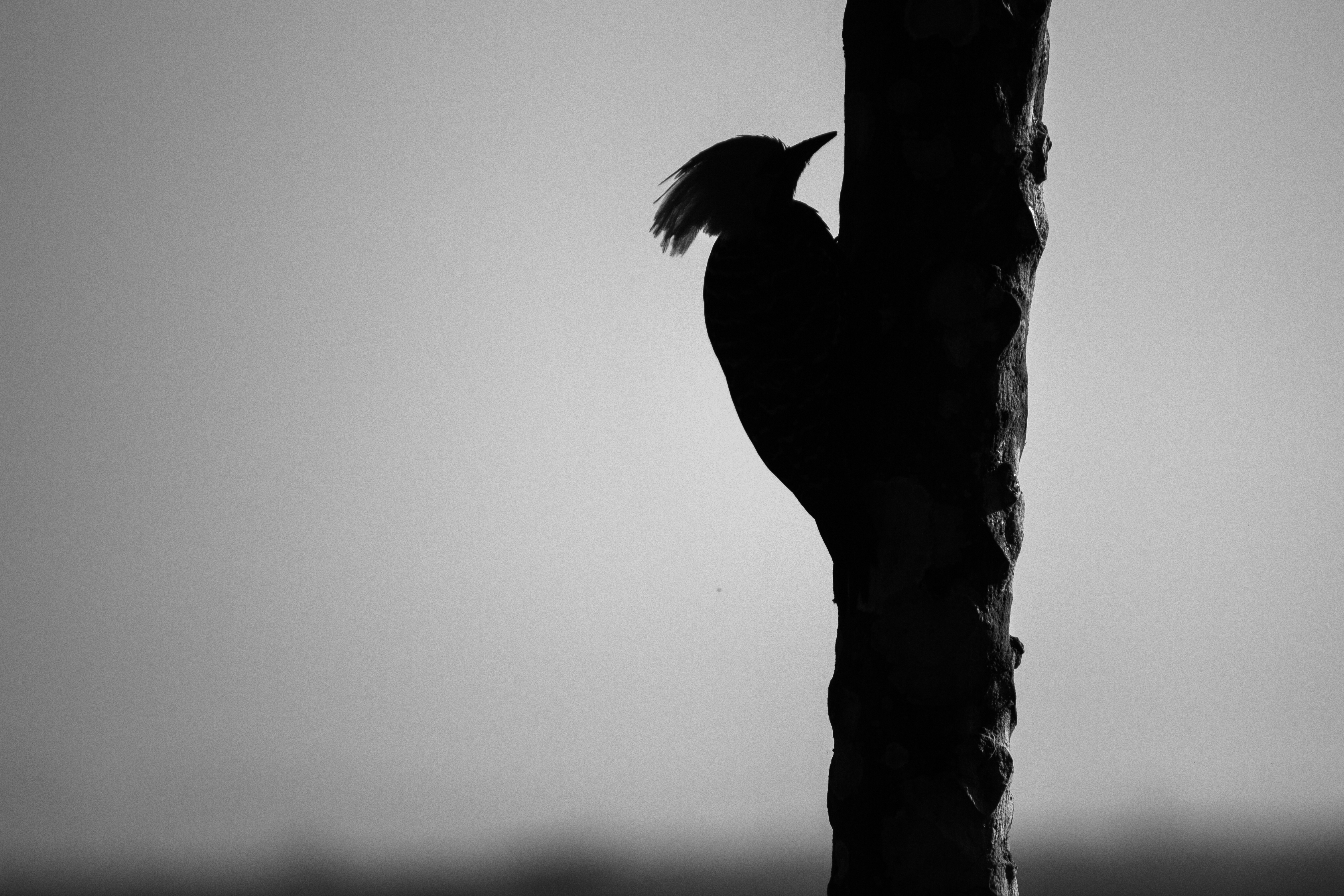 black, silhouette, bird, bw, chb, woodpecker