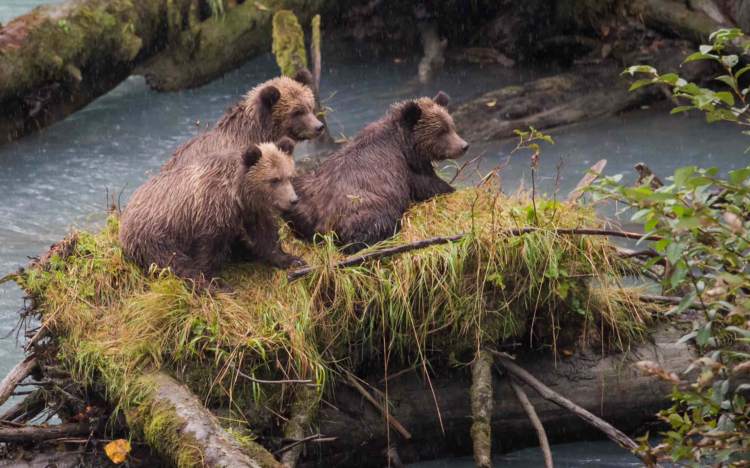 Bear originals. Газель и медведь животные.