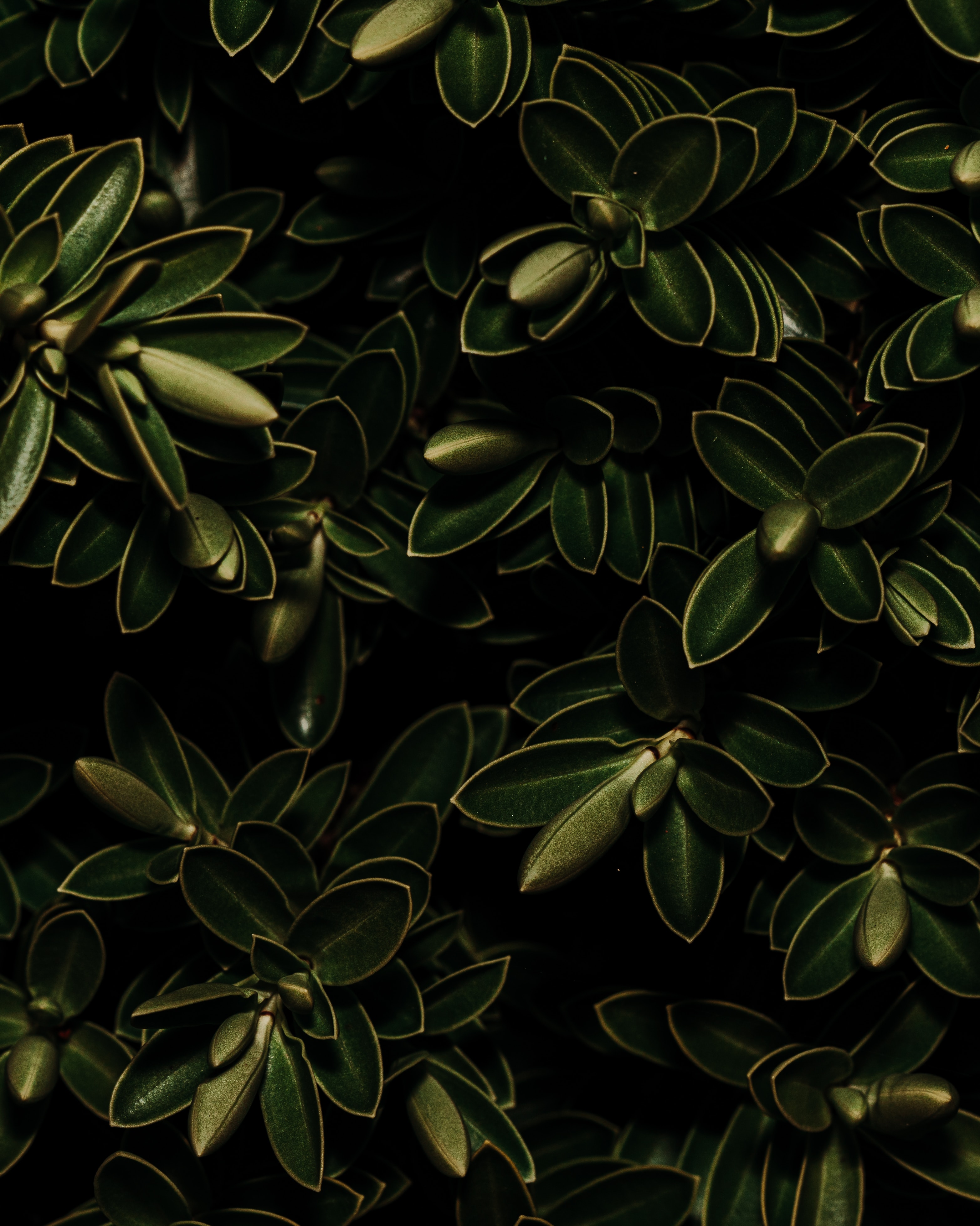 Download mobile wallpaper Macro, Leaves, Plants, Dark for free.
