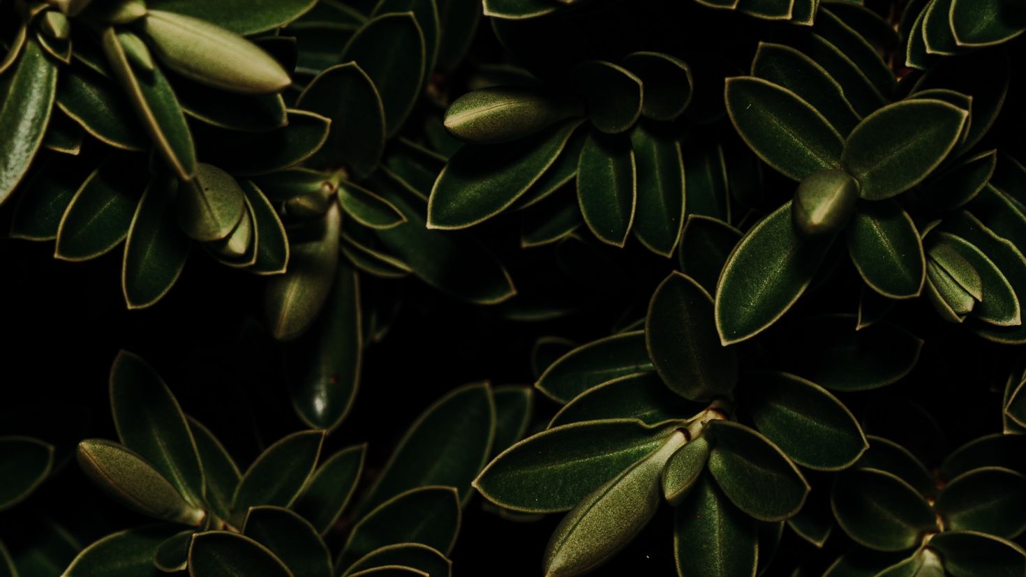 Растение с темно зелеными листьями